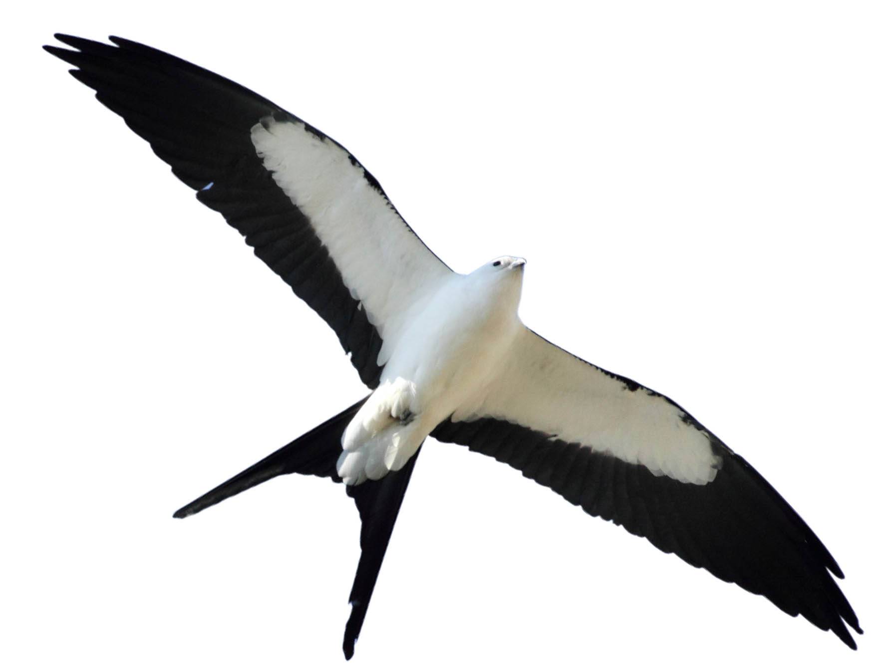 A photo of a Swallow-tailed Kite (Elanoides forficatus)