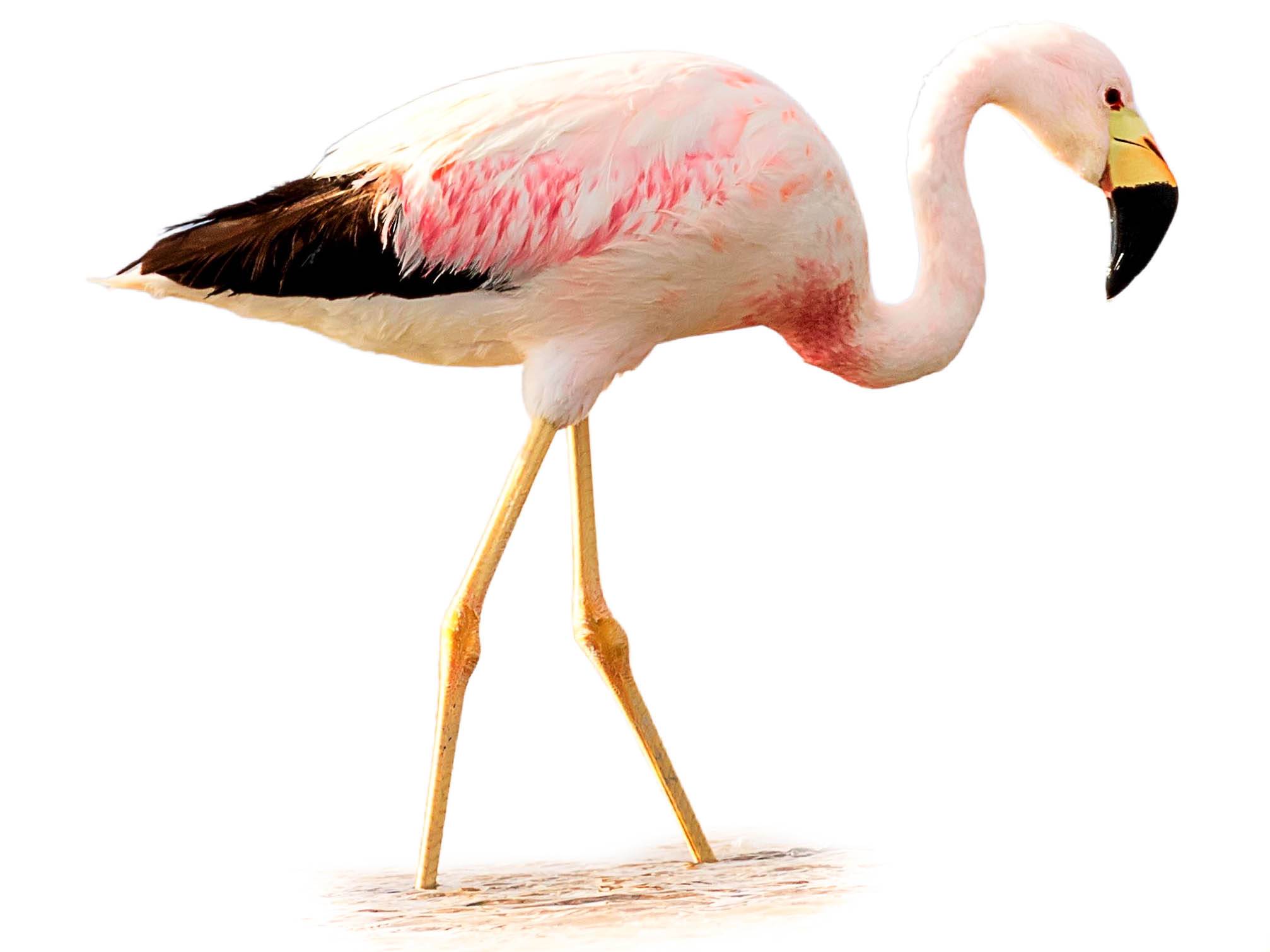 A photo of a Andean Flamingo (Phoenicoparrus andinus)