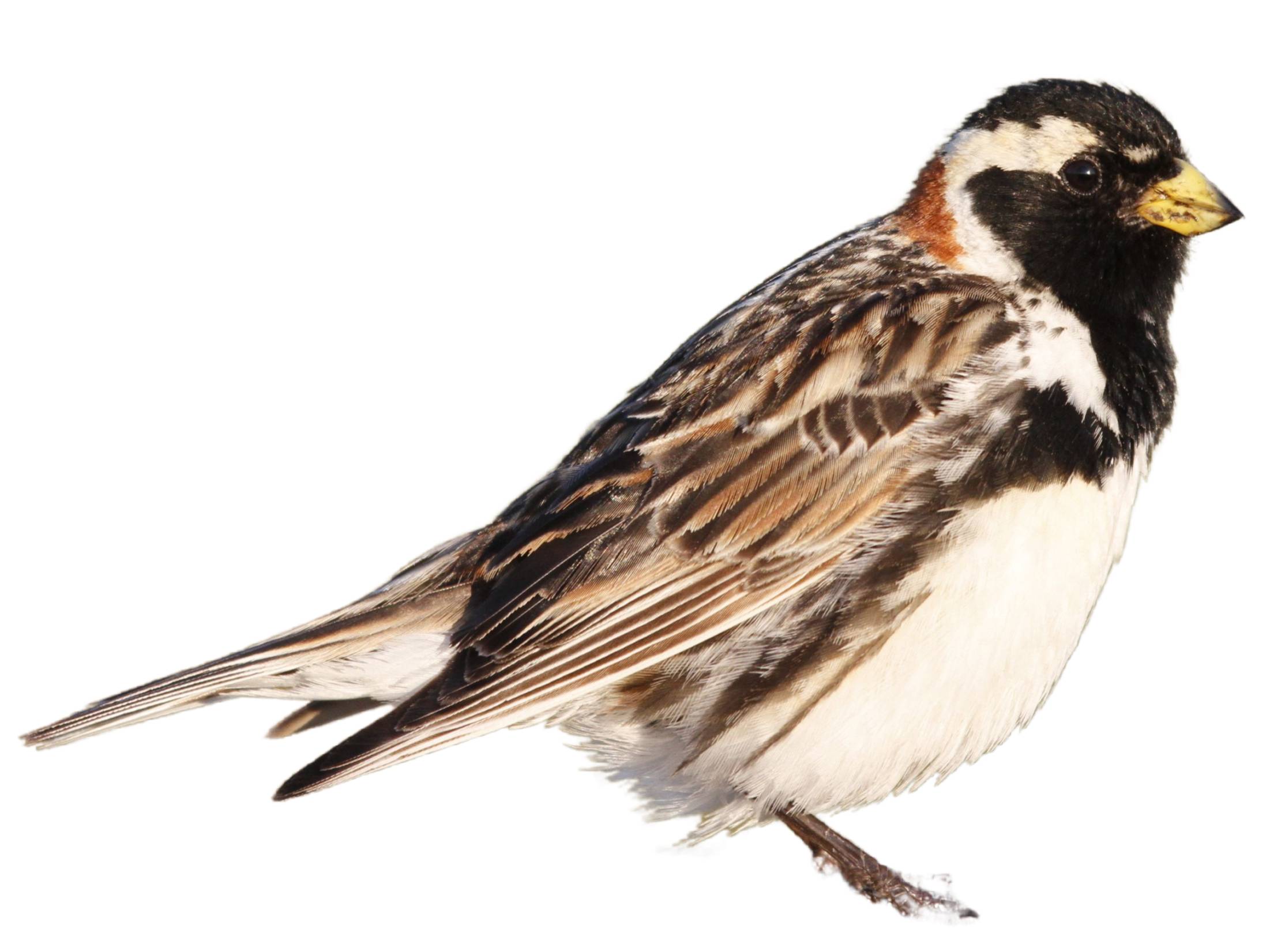 A photo of a Lapland Longspur (Calcarius lapponicus), male