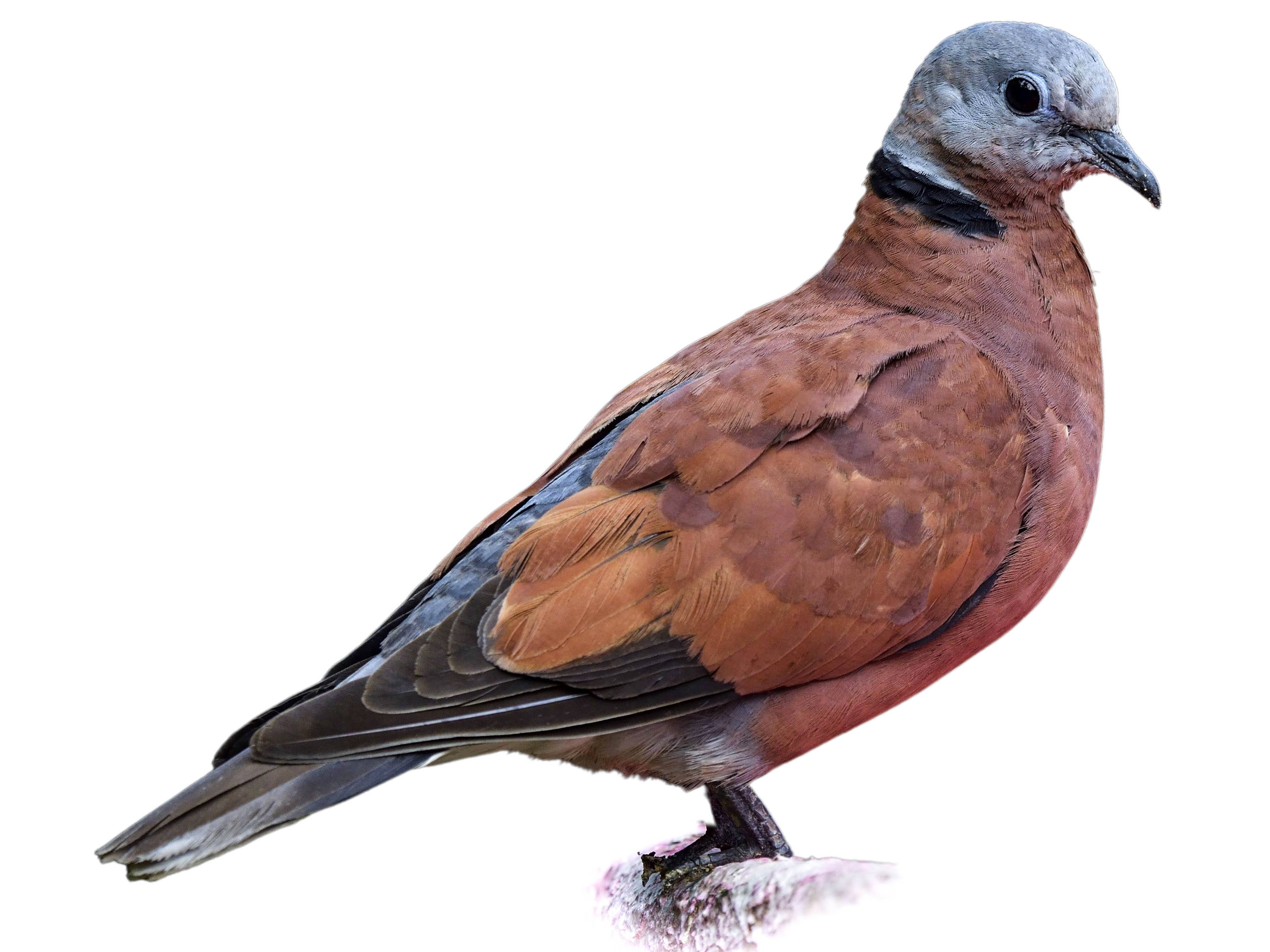 A photo of a Red Collared Dove (Streptopelia tranquebarica), male