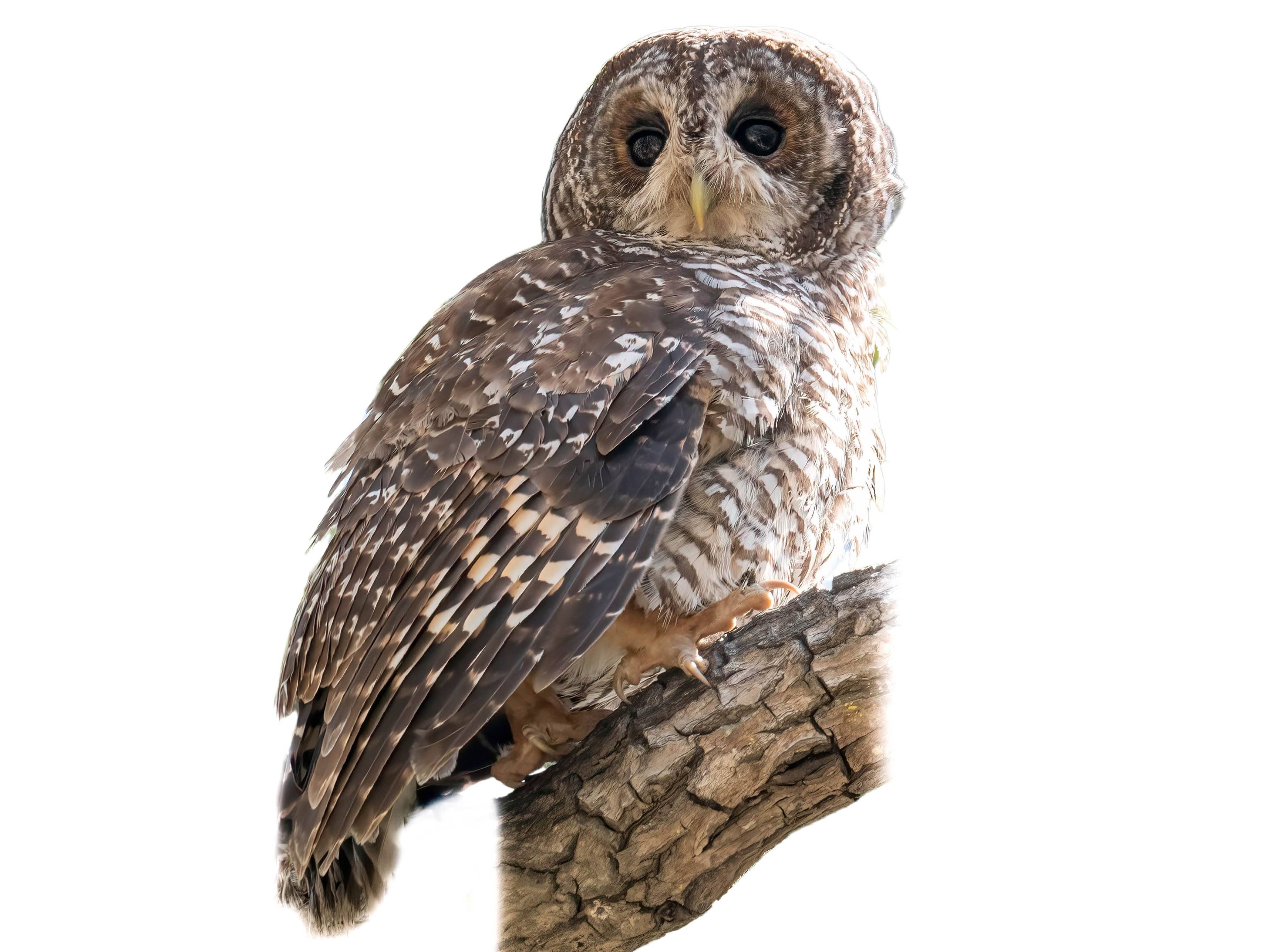 A photo of a Rufous-legged Owl (Strix rufipes)