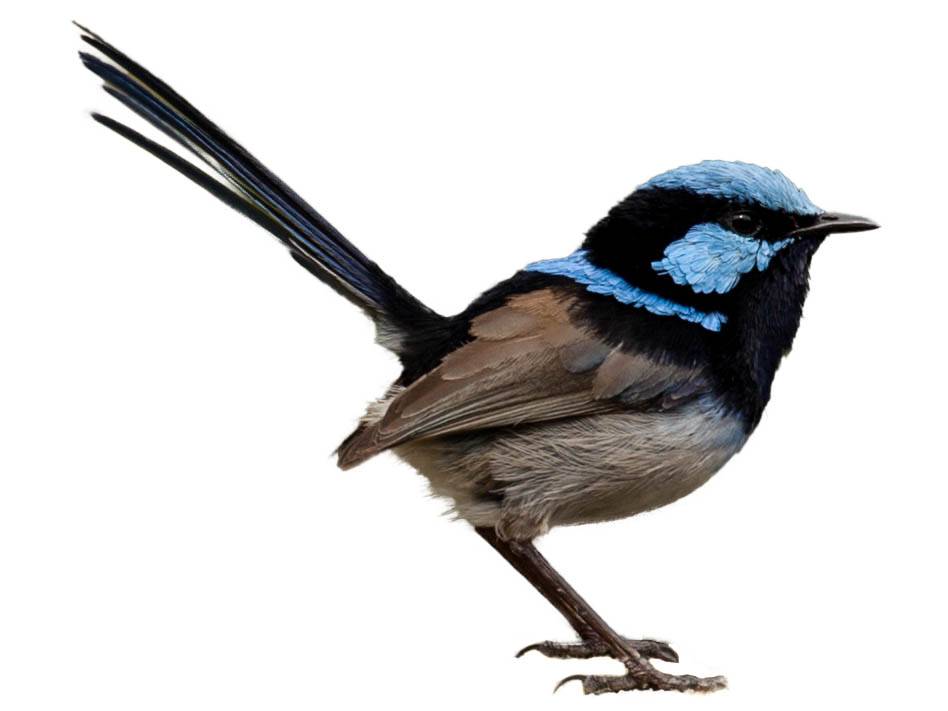 A photo of a Superb Fairywren (Malurus cyaneus), male