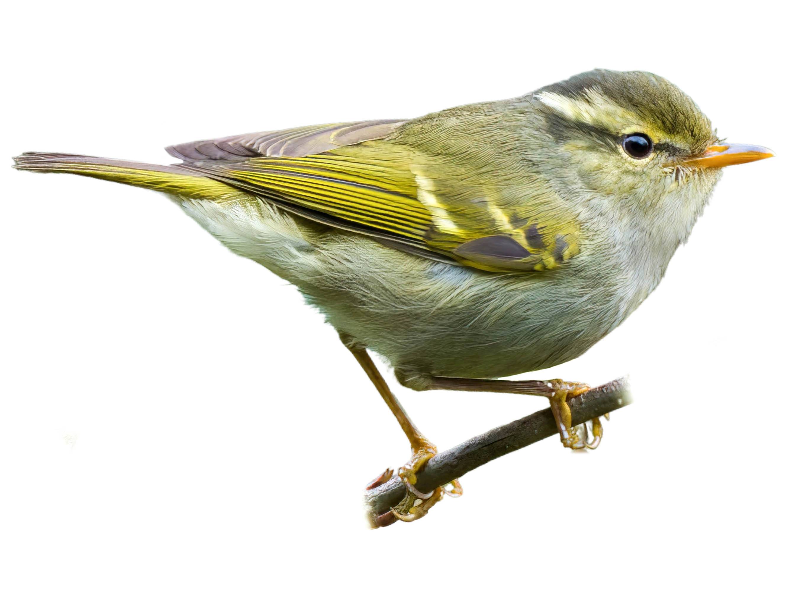 A photo of a Blyth's Leaf Warbler (Phylloscopus reguloides)