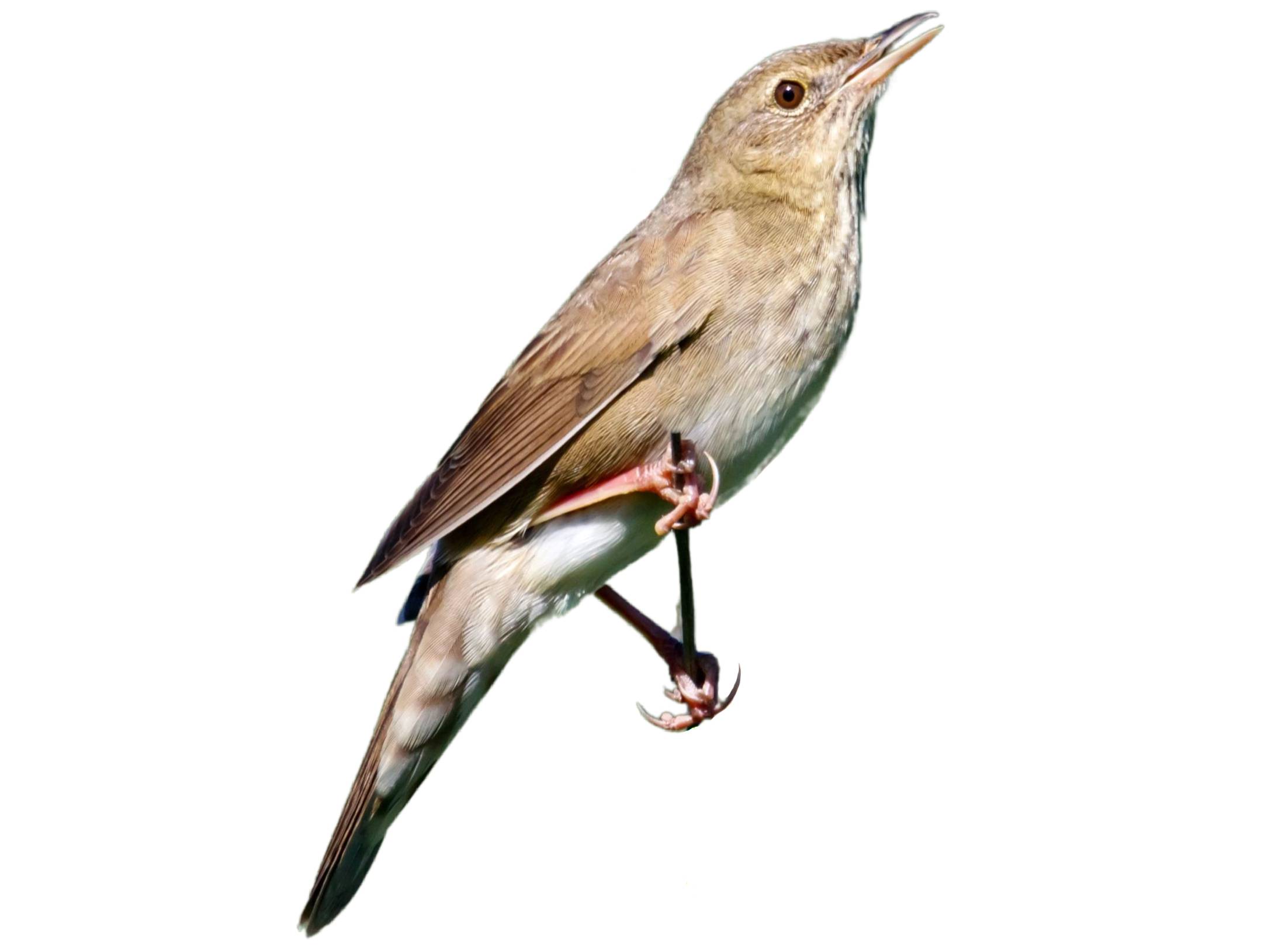 A photo of a River Warbler (Locustella fluviatilis)