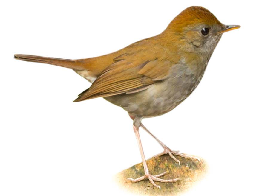 A photo of a Ruddy-capped Nightingale-Thrush (Catharus frantzii)