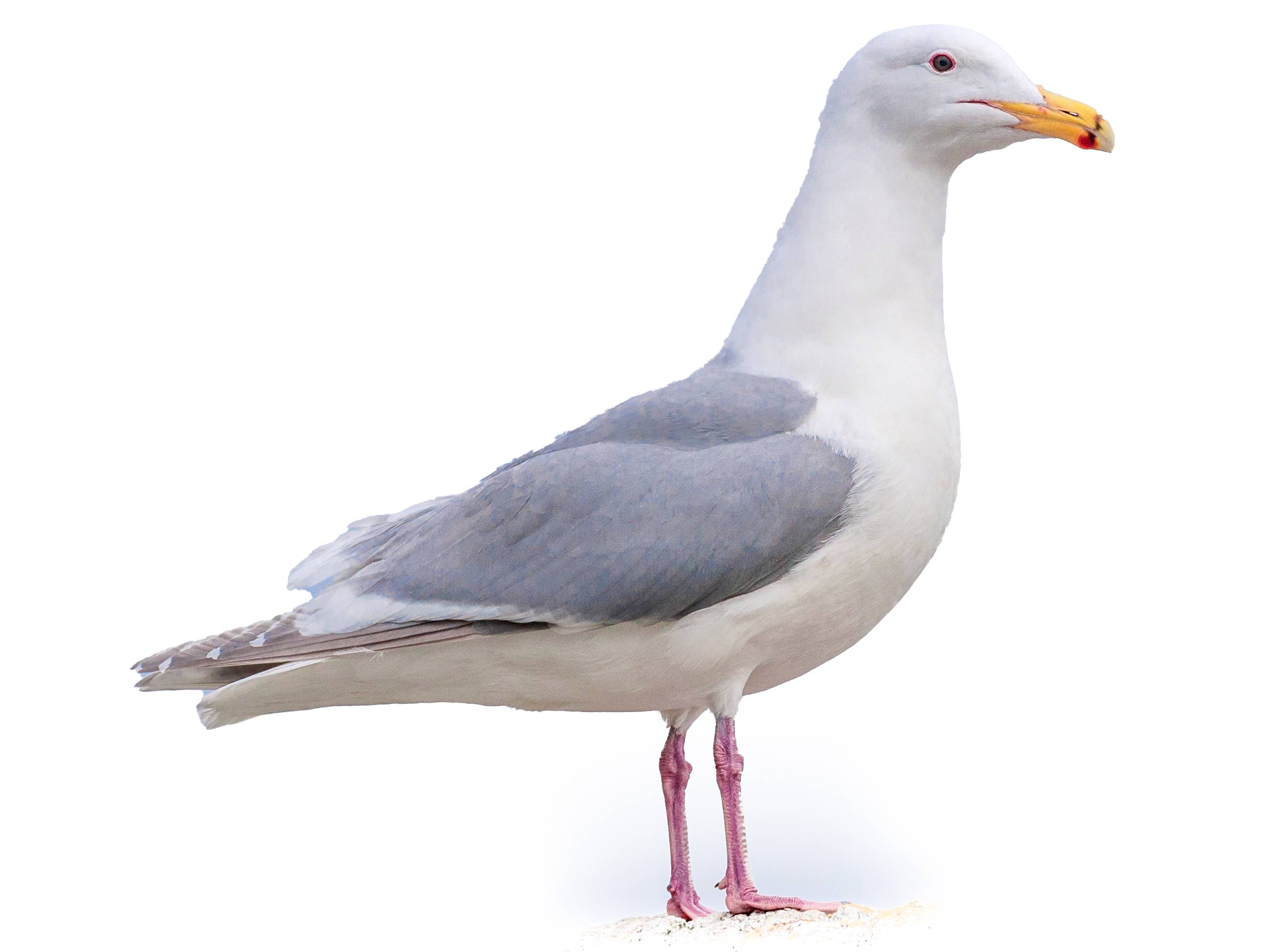 A photo of a Glaucous-winged Gull (Larus glaucescens)