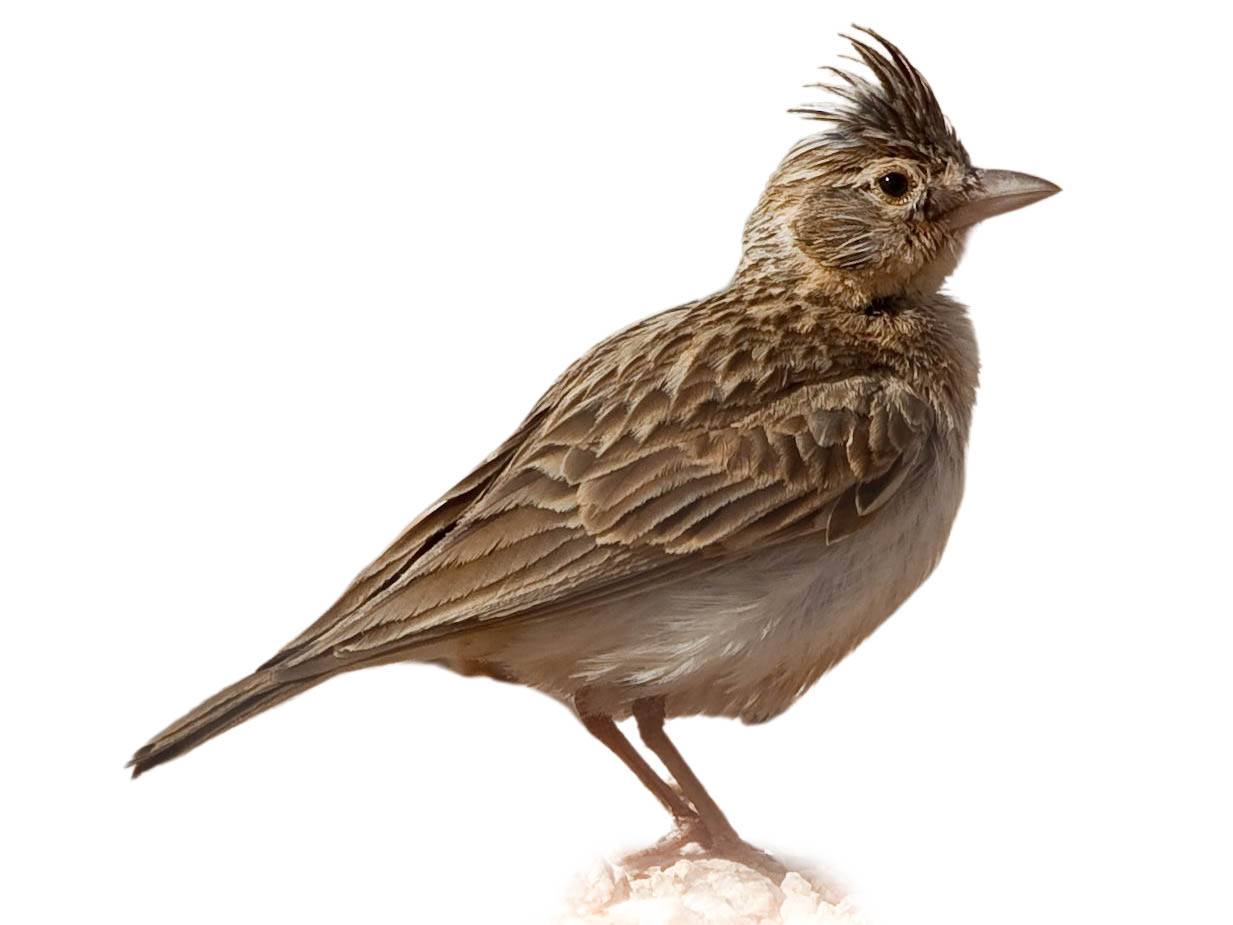 A photo of a Stark's Lark (Spizocorys starki)