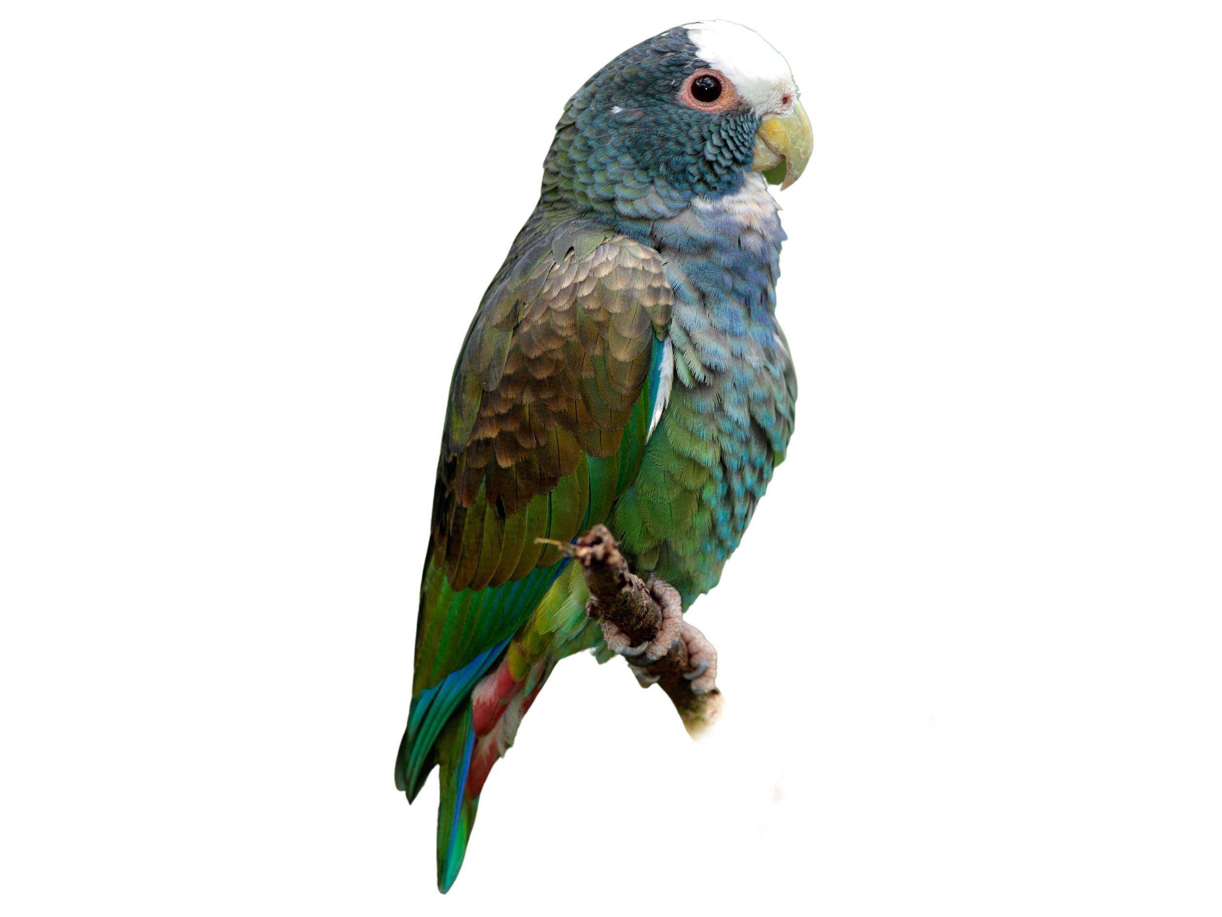 A photo of a White-crowned Parrot (Pionus senilis)