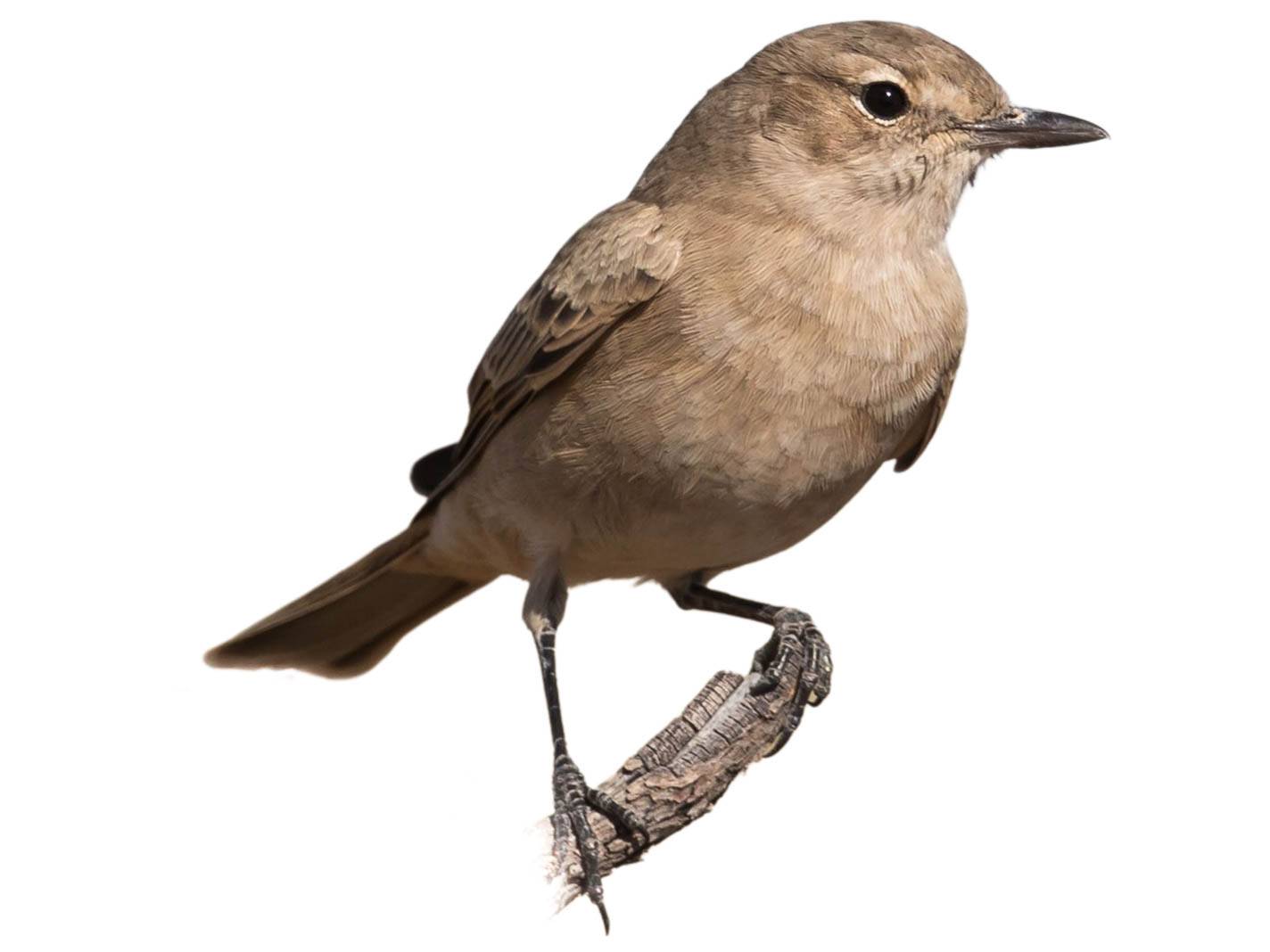 A photo of a Chat Flycatcher (Melaenornis infuscatus)