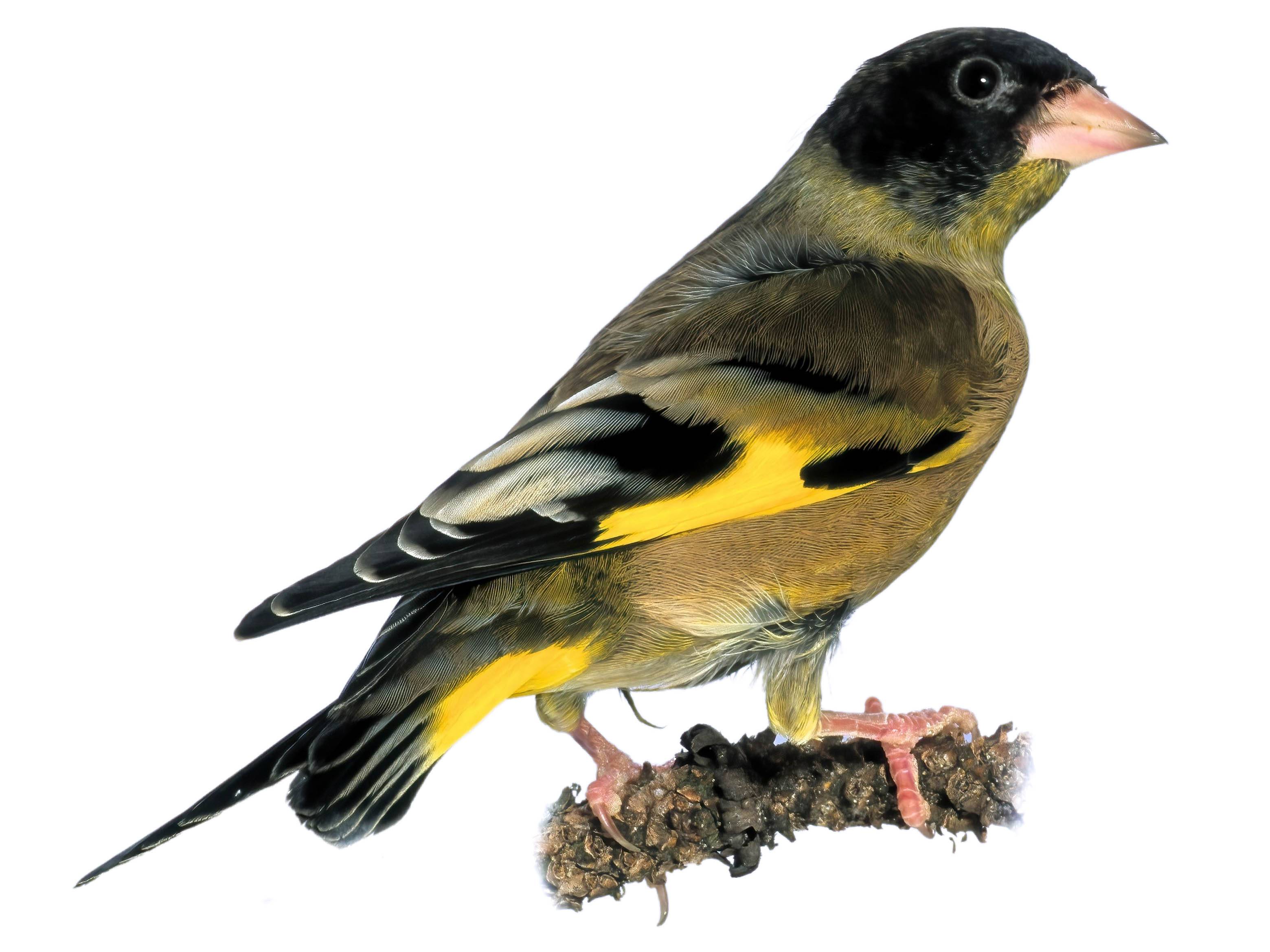 A photo of a Black-headed Greenfinch (Chloris ambigua), male