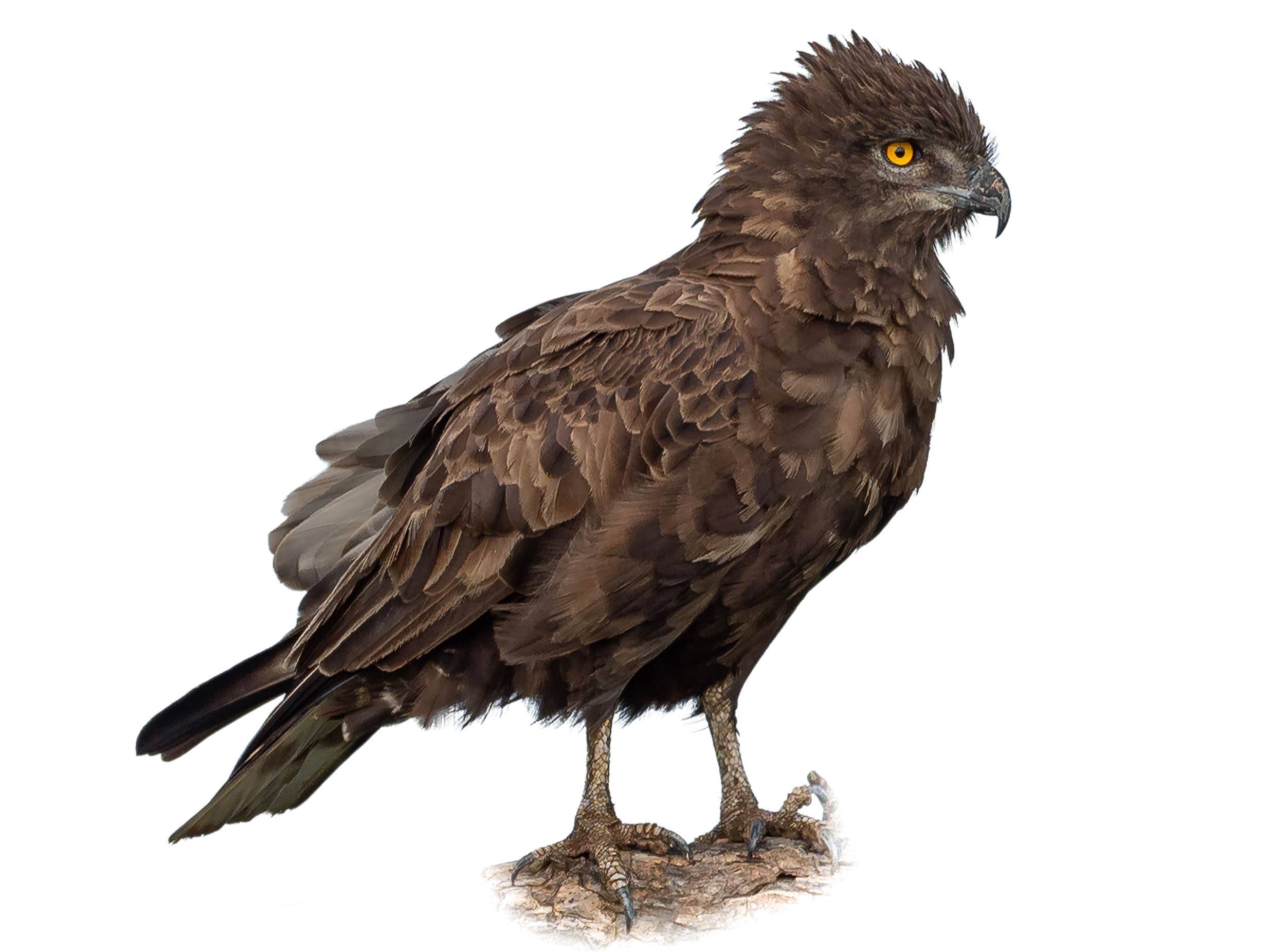 A photo of a Brown Snake Eagle (Circaetus cinereus)