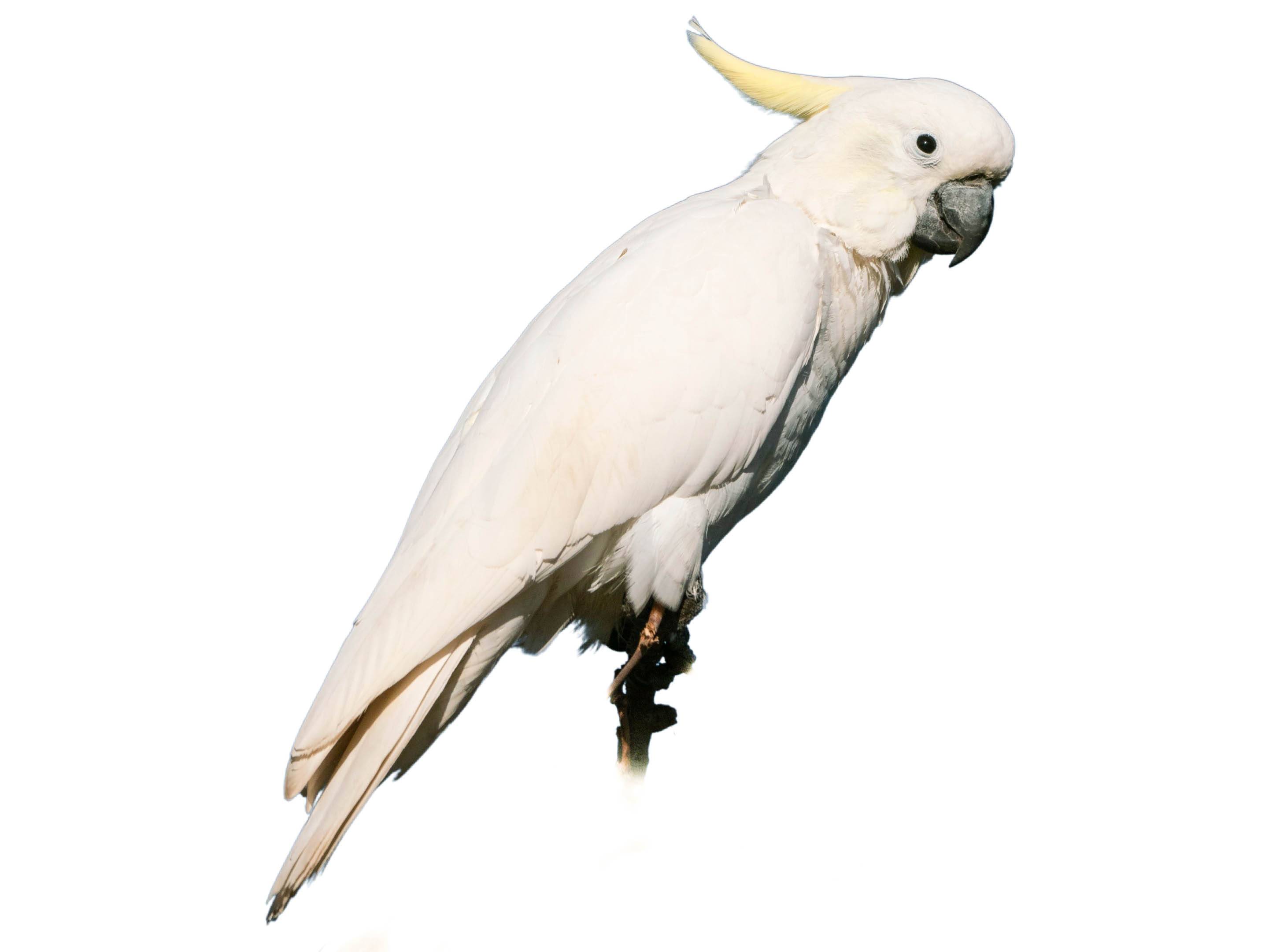 A photo of a Sulphur-crested Cockatoo (Cacatua galerita)