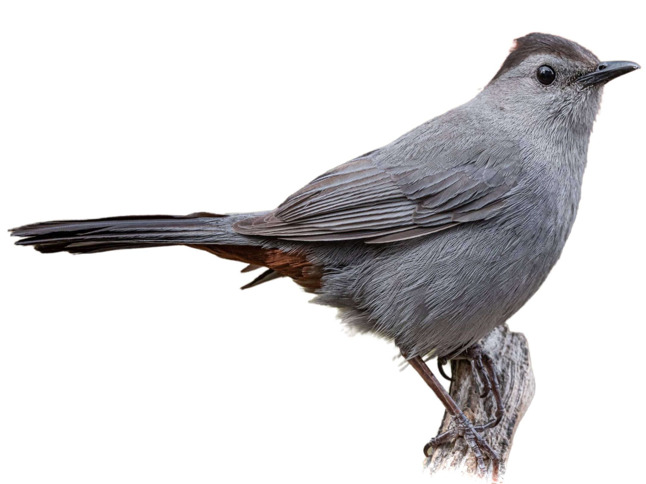 A photo of a Grey Catbird (Dumetella carolinensis)