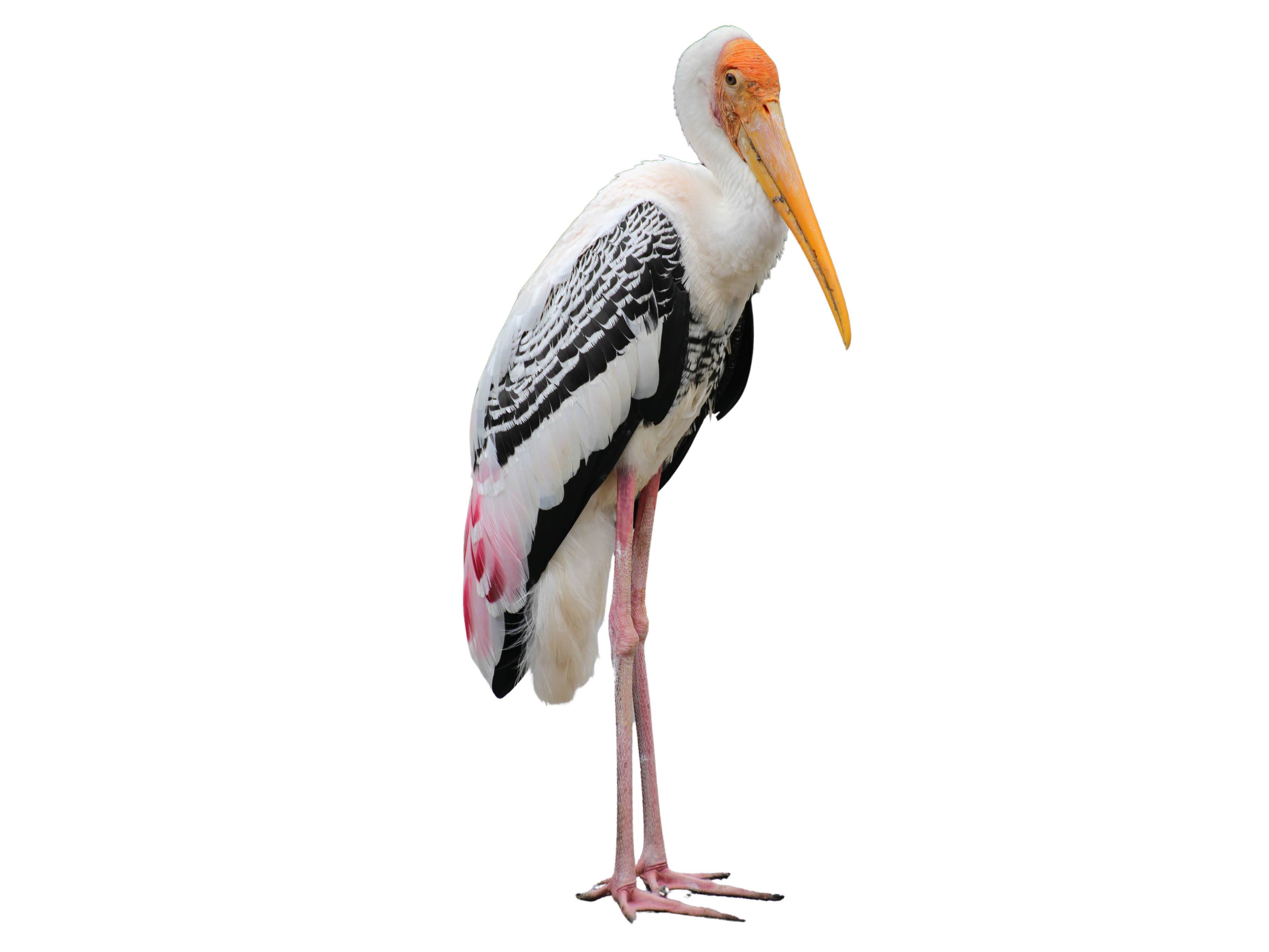 A photo of a Painted Stork (Mycteria leucocephala)