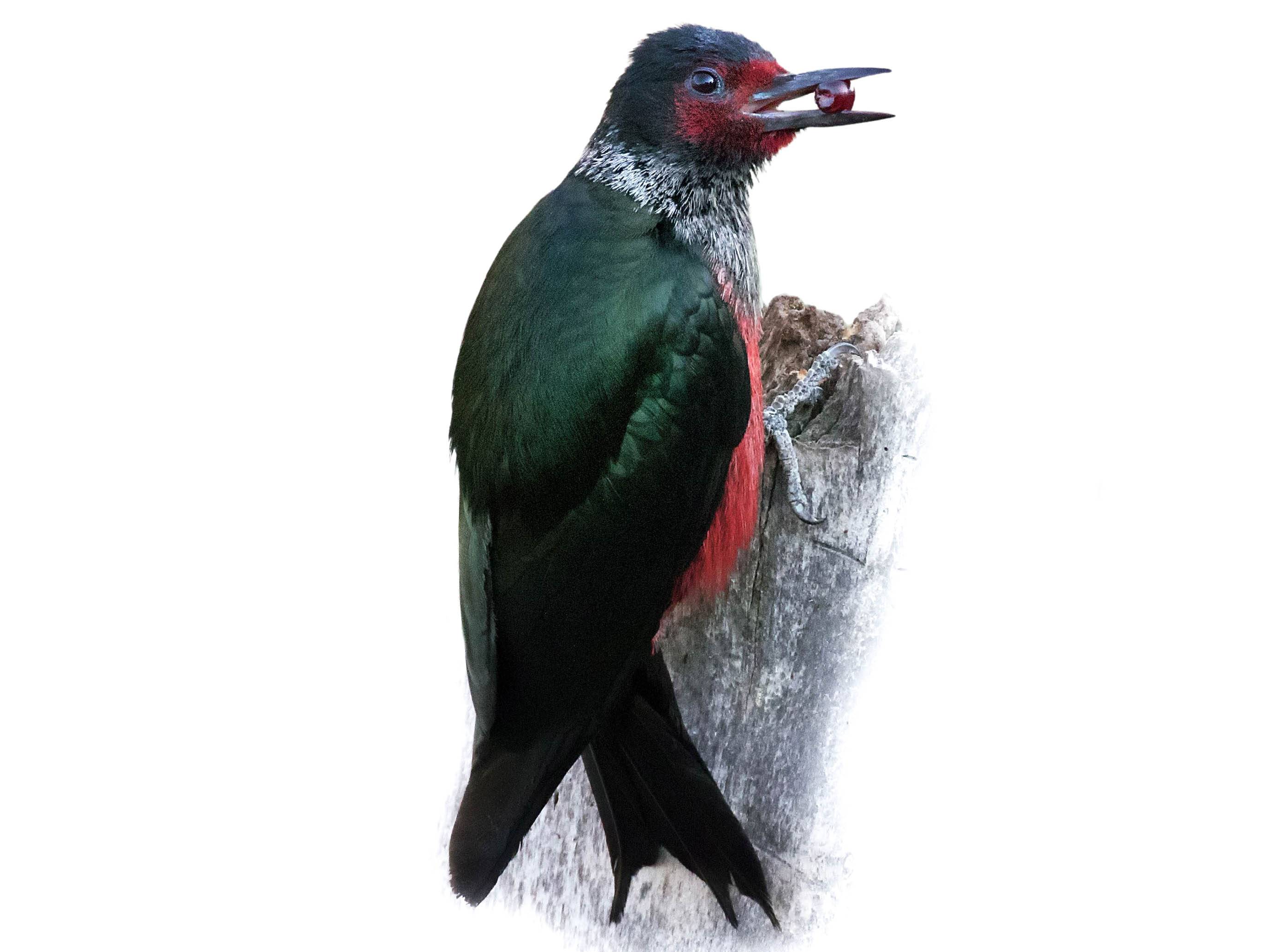 A photo of a Lewis's Woodpecker (Melanerpes lewis)