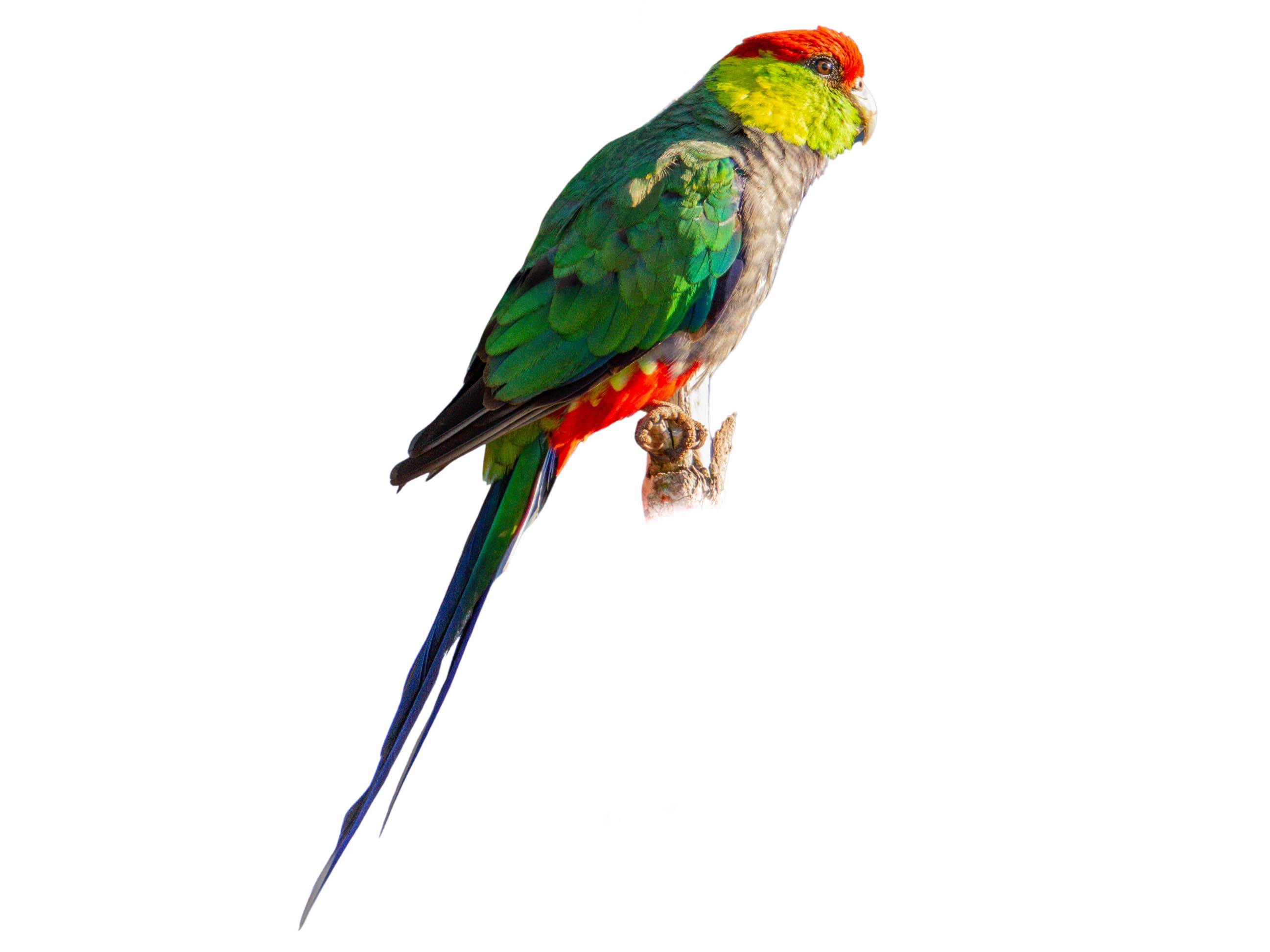 A photo of a Red-capped Parrot (Purpureicephalus spurius)