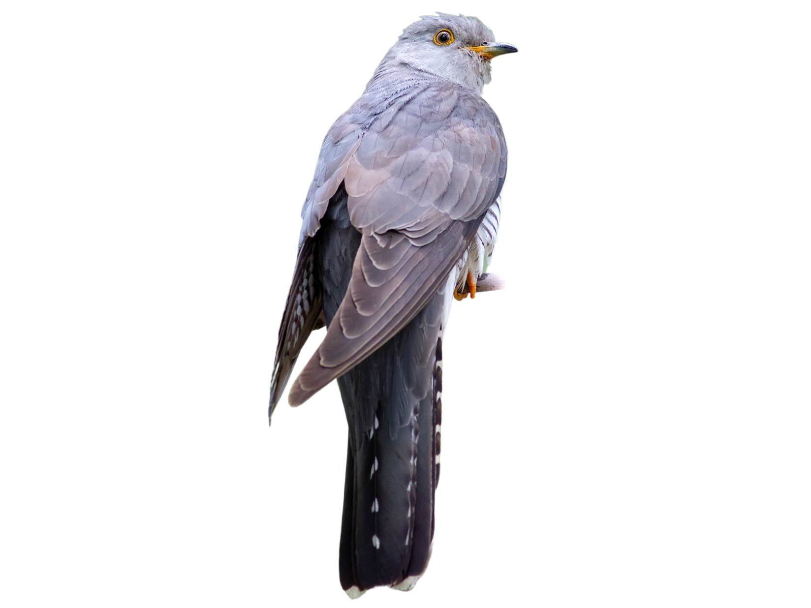A photo of a Oriental Cuckoo (Cuculus optatus), male