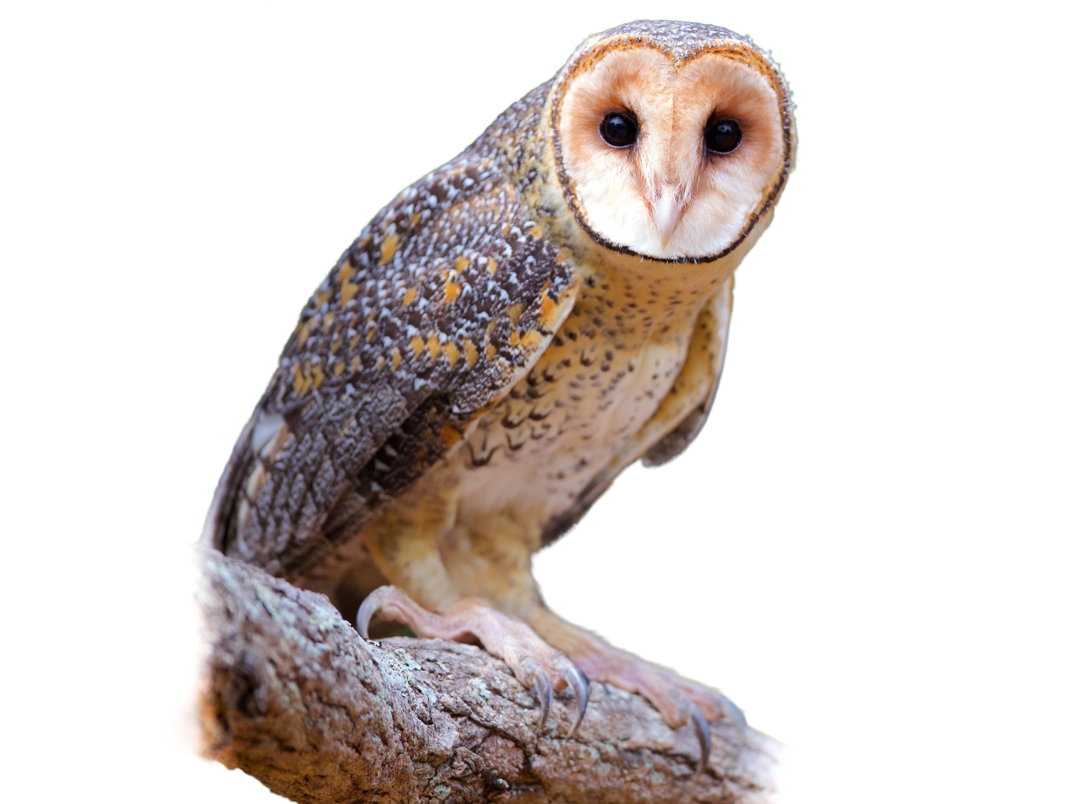 A photo of a Australian Masked Owl (Tyto novaehollandiae)