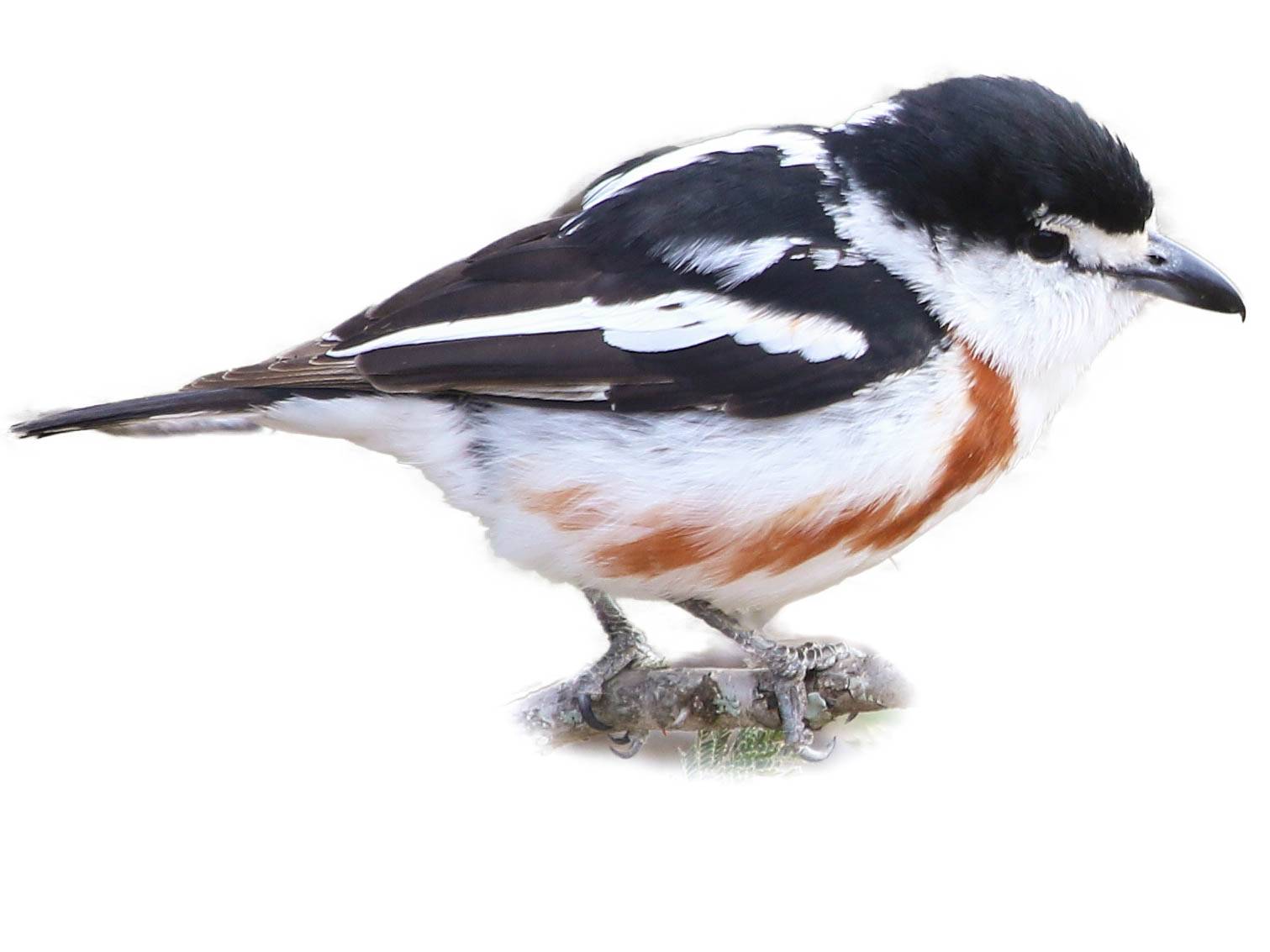 A photo of a Brubru (Nilaus afer), male