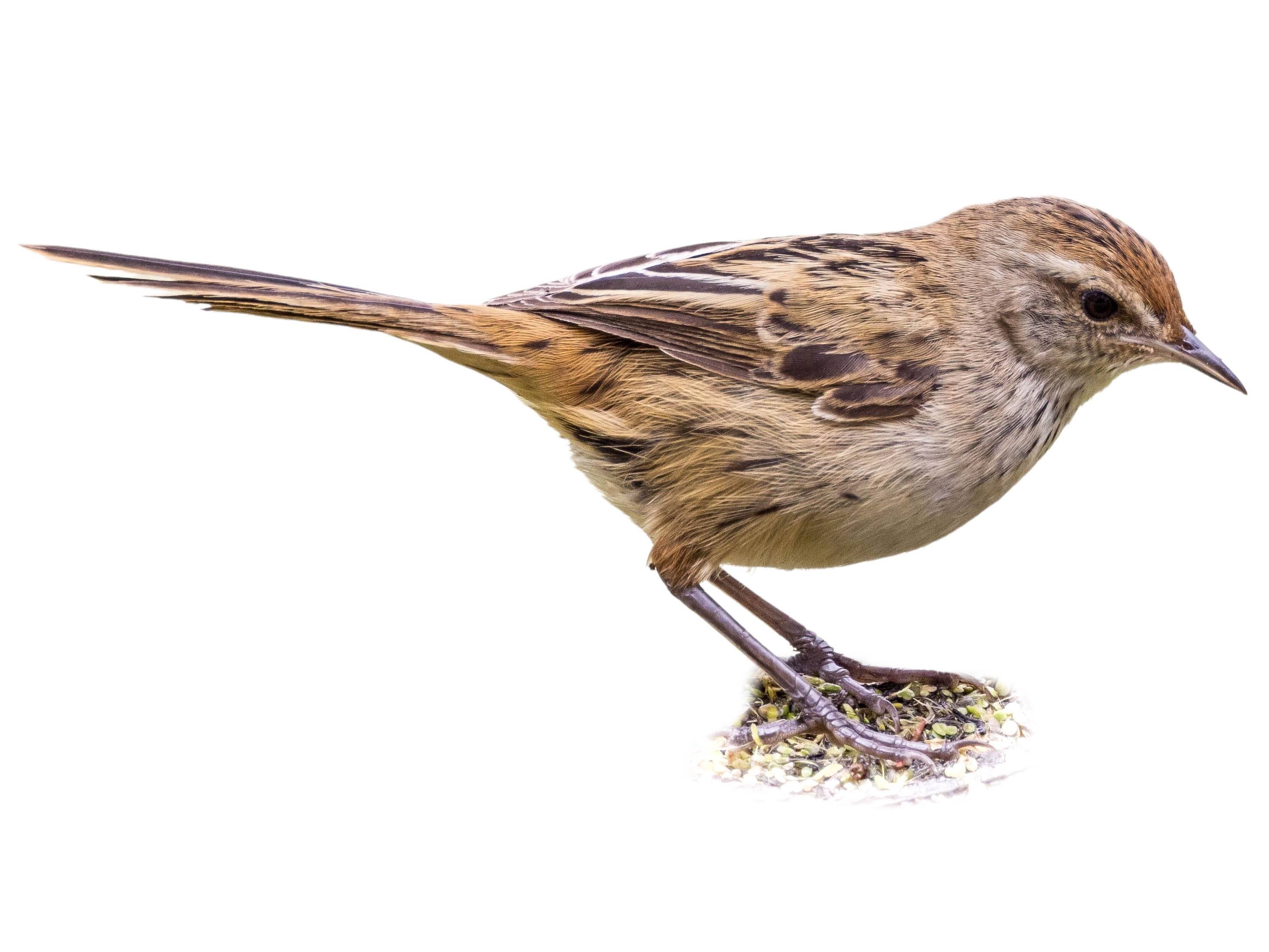 A photo of a Little Grassbird (Poodytes gramineus)