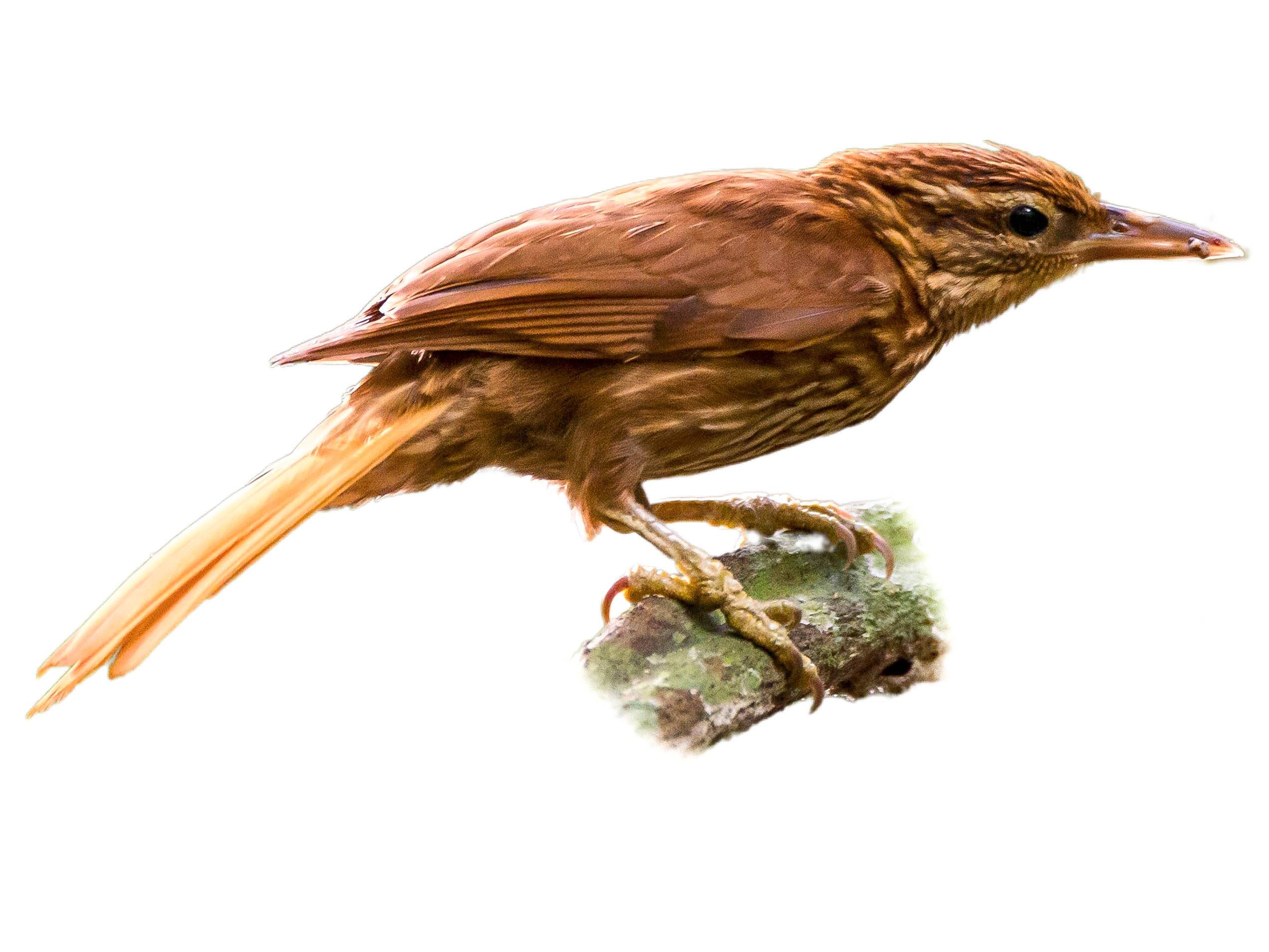 Pale-browed Treehunter (Cichlocolaptes leucophrus) identification - Birda