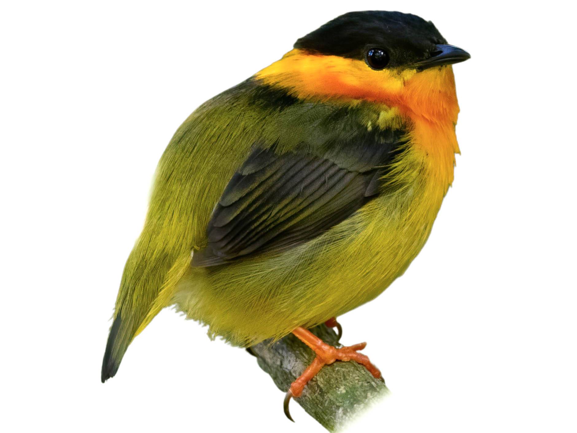 A photo of a Orange-collared Manakin (Manacus aurantiacus), male