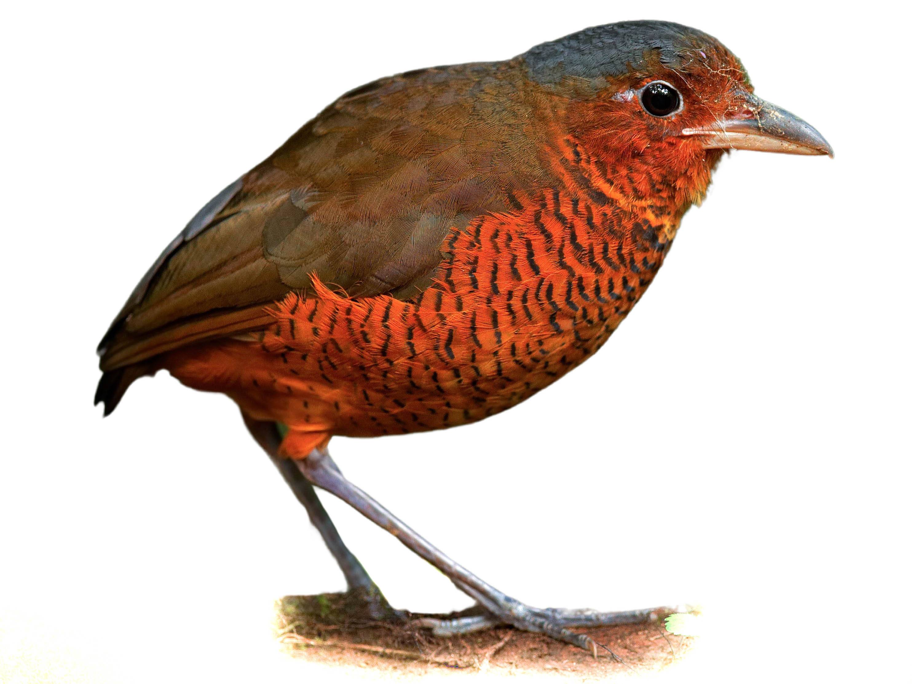 A photo of a Giant Antpitta (Grallaria gigantea)