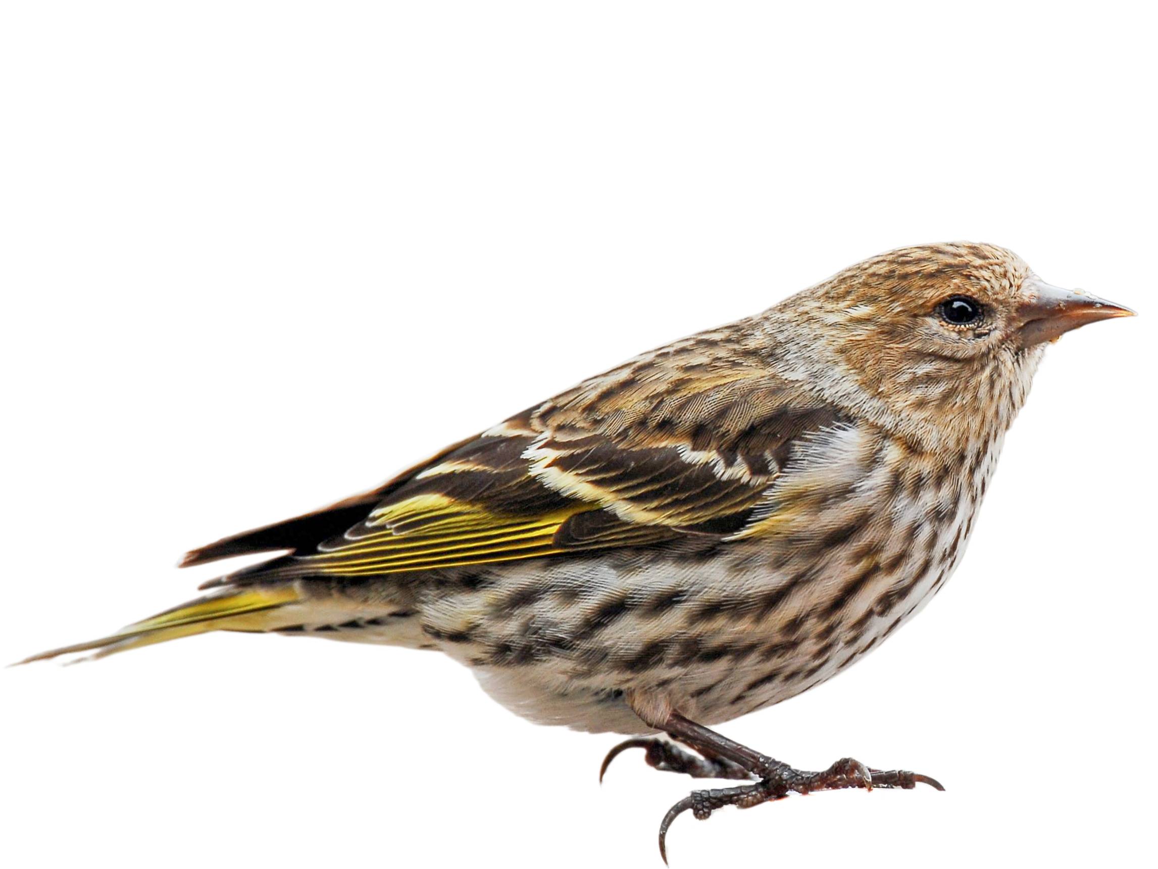 A photo of a Pine Siskin (Spinus pinus)