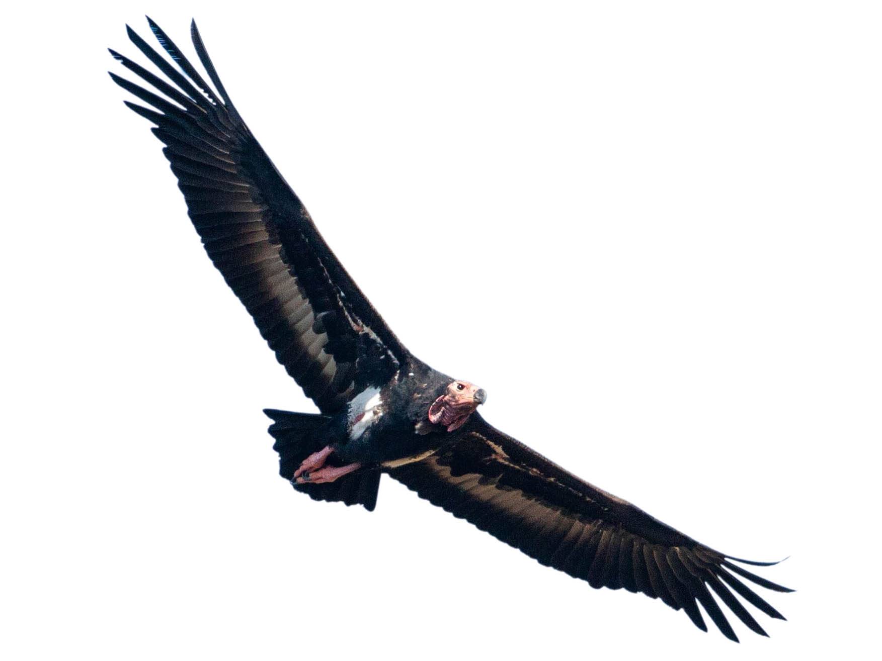 A photo of a Red-headed Vulture (Sarcogyps calvus), female