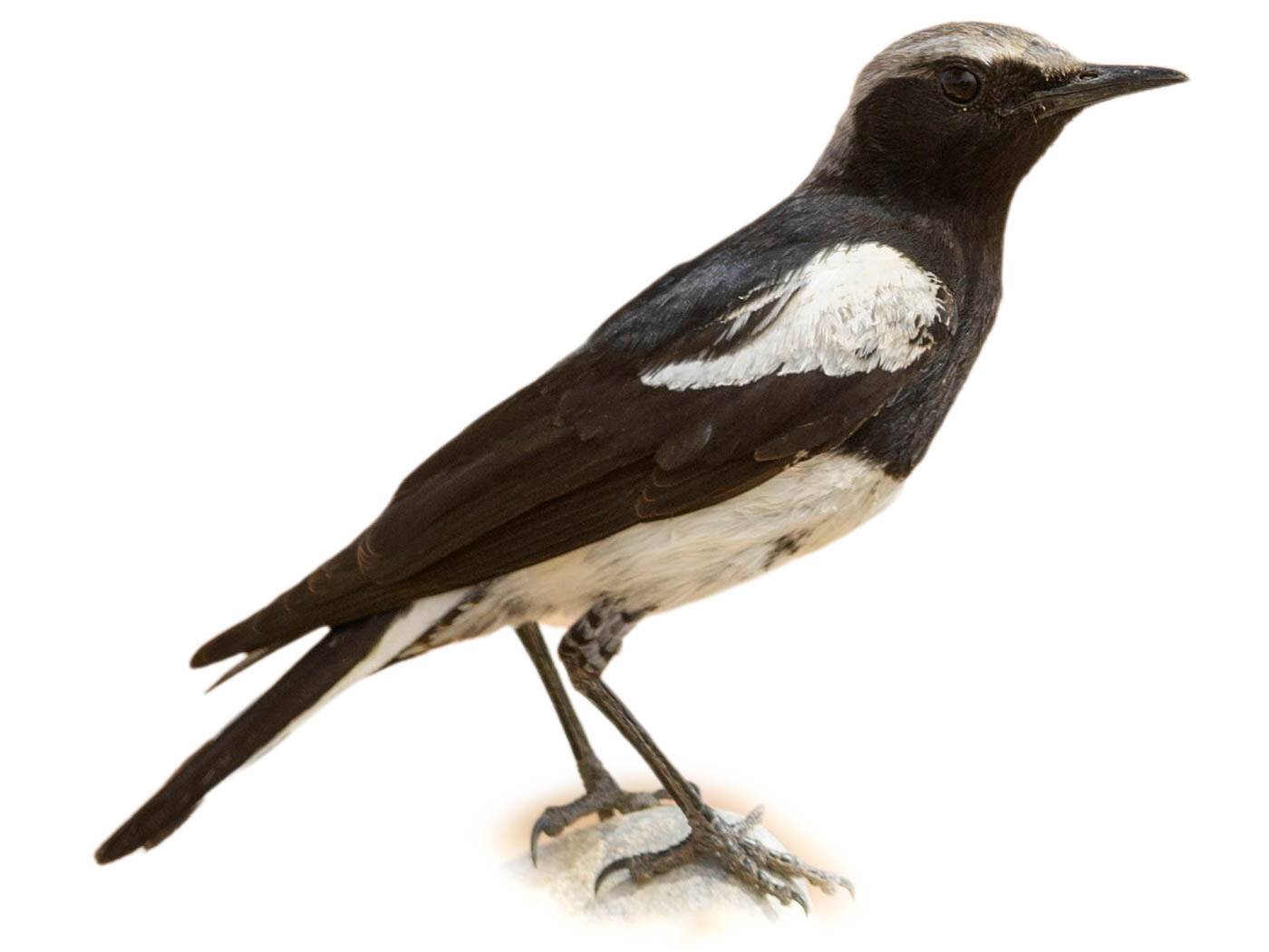 A photo of a Mountain Wheatear (Myrmecocichla monticola), male