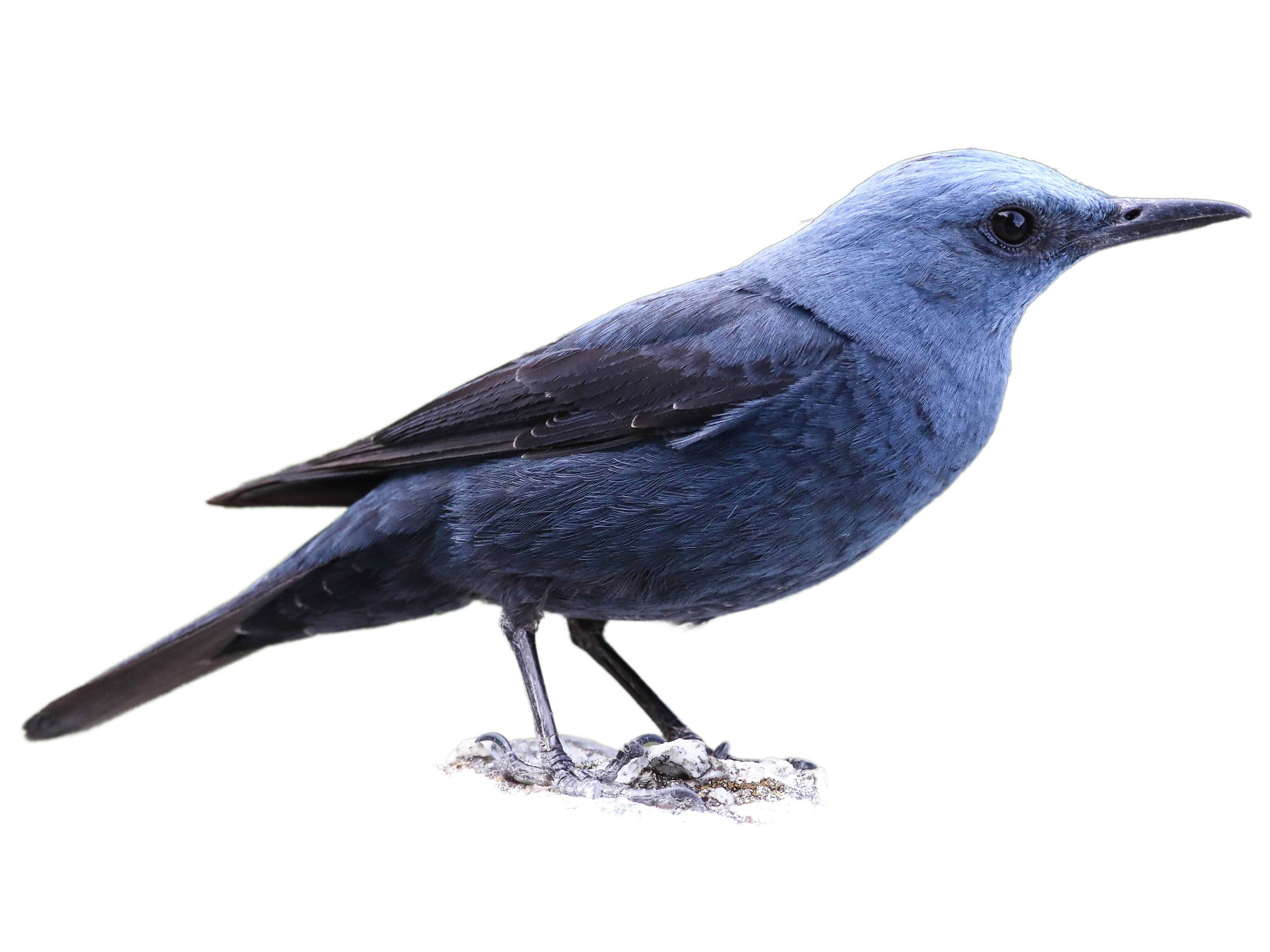 A photo of a Blue Rock Thrush (Monticola solitarius), male