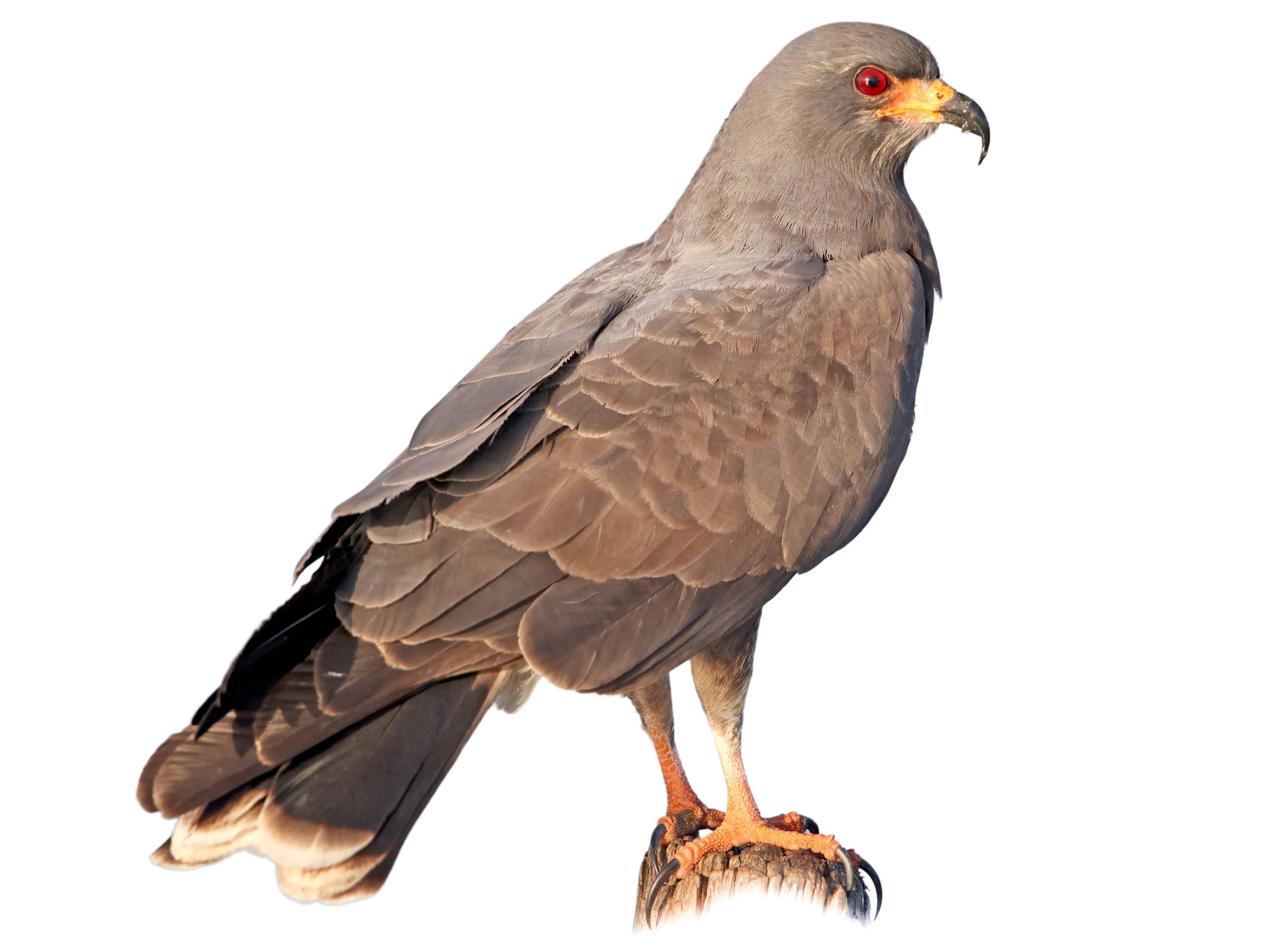 A photo of a Snail Kite (Rostrhamus sociabilis), male