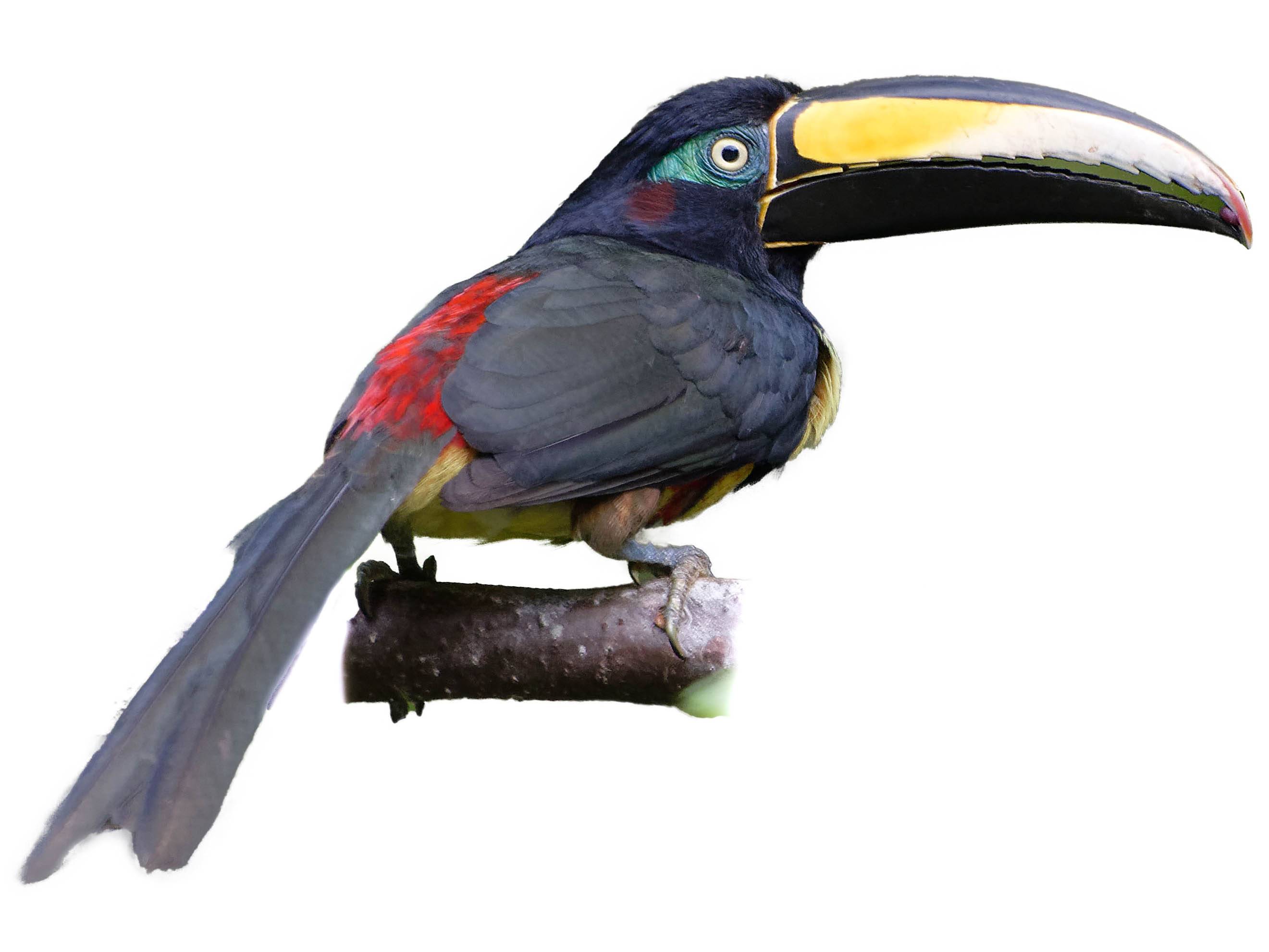 A photo of a Many-banded Aracari (Pteroglossus pluricinctus)