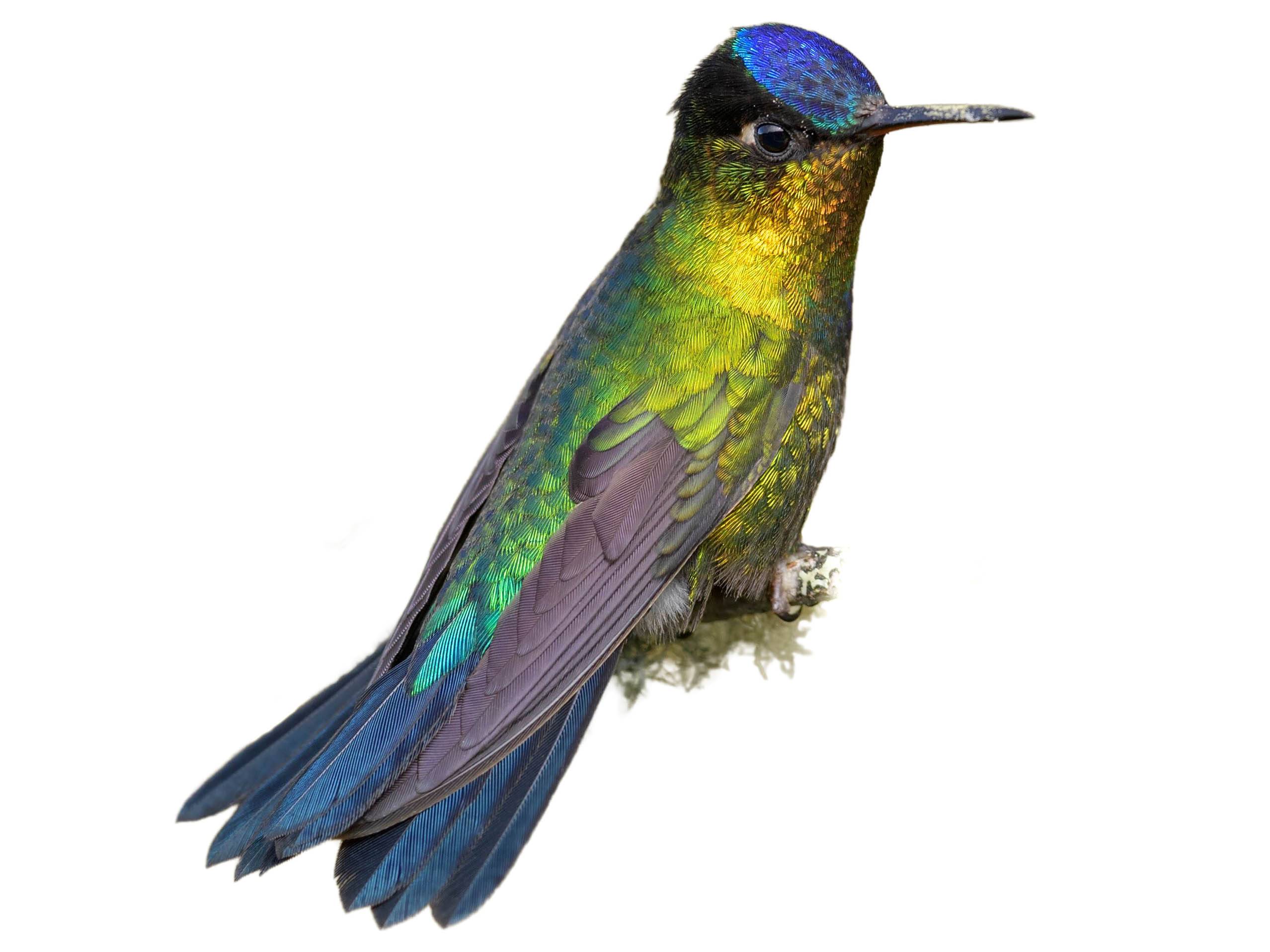 A photo of a Fiery-throated Hummingbird (Panterpe insignis)