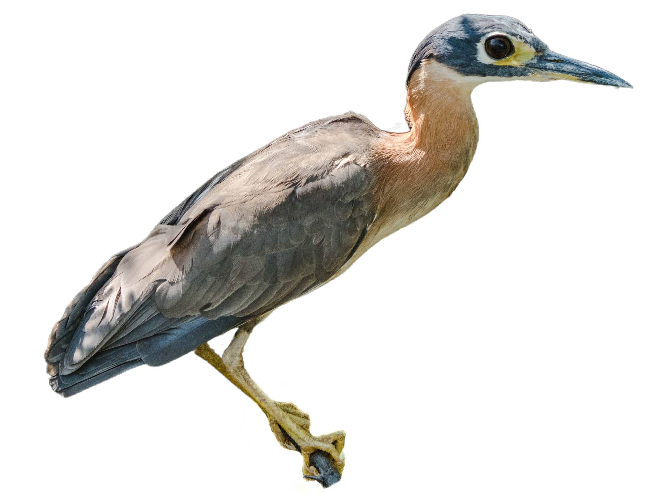 A photo of a White-backed Night Heron (Gorsachius leuconotus)