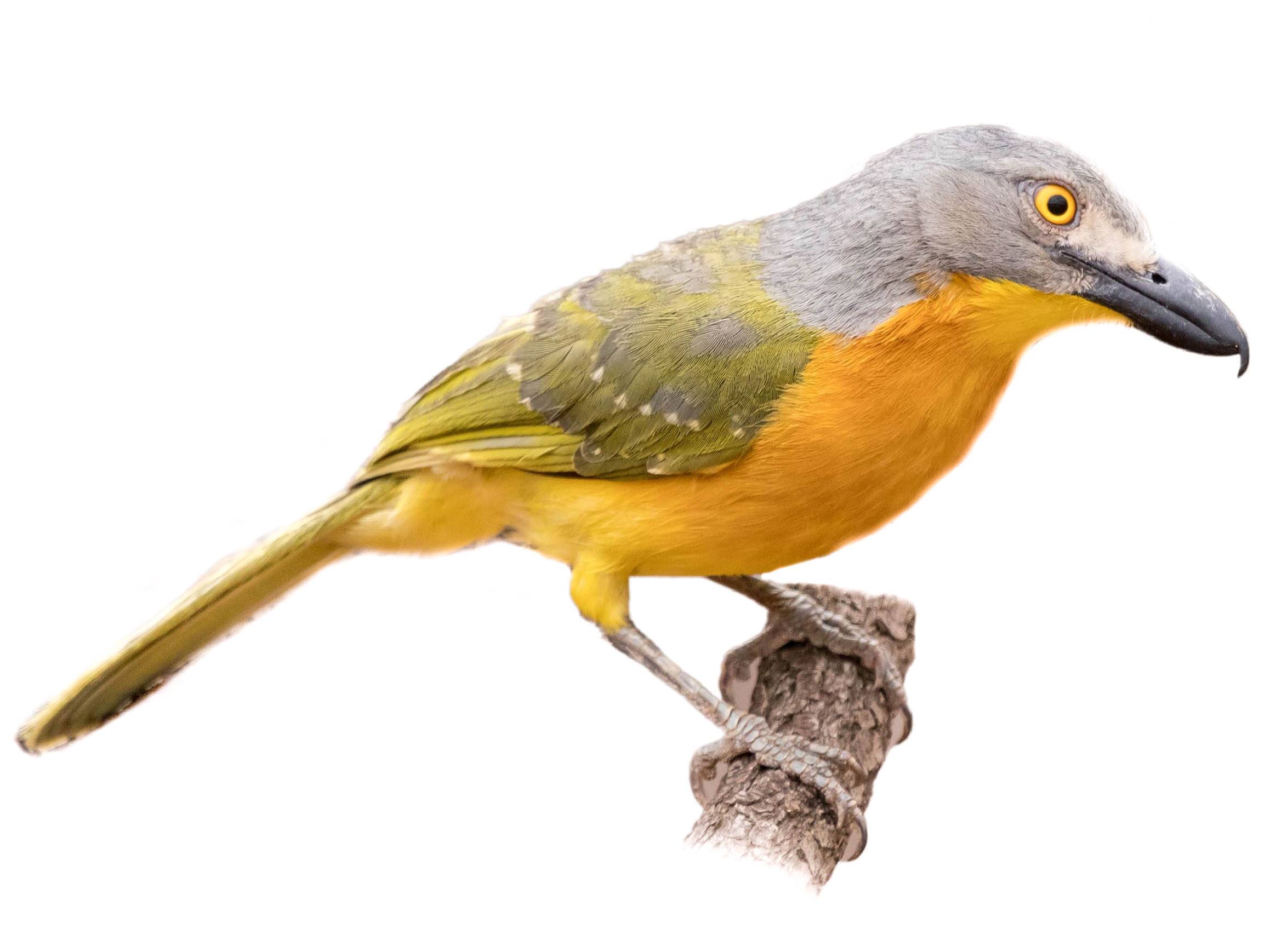 A photo of a Grey-headed Bushshrike (Malaconotus blanchoti)