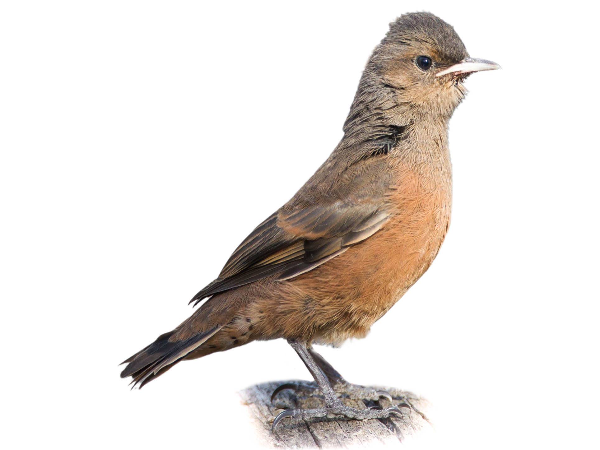 A photo of a Rufous Treecreeper (Climacteris rufus)