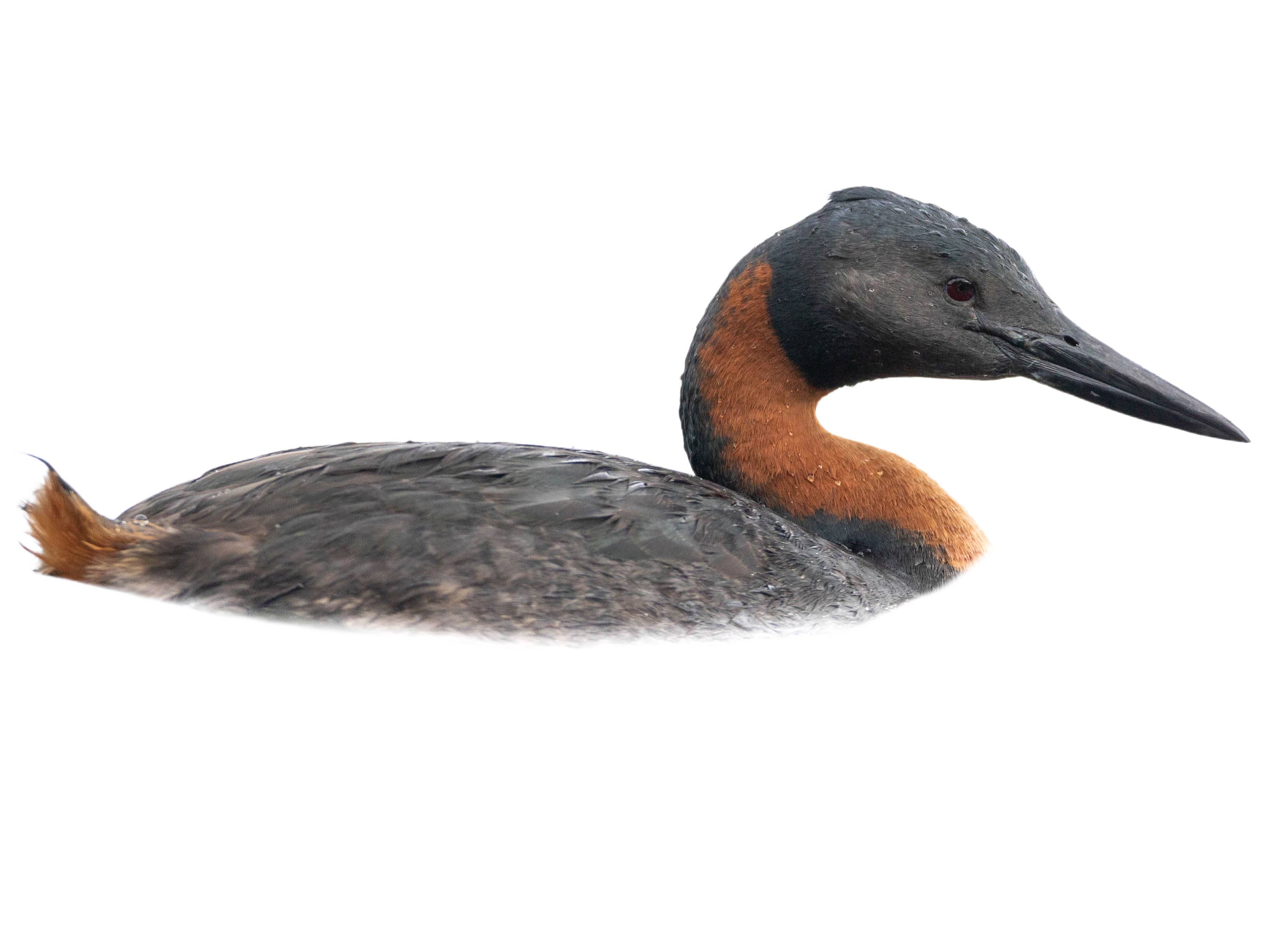 A photo of a Great Grebe (Podiceps major)