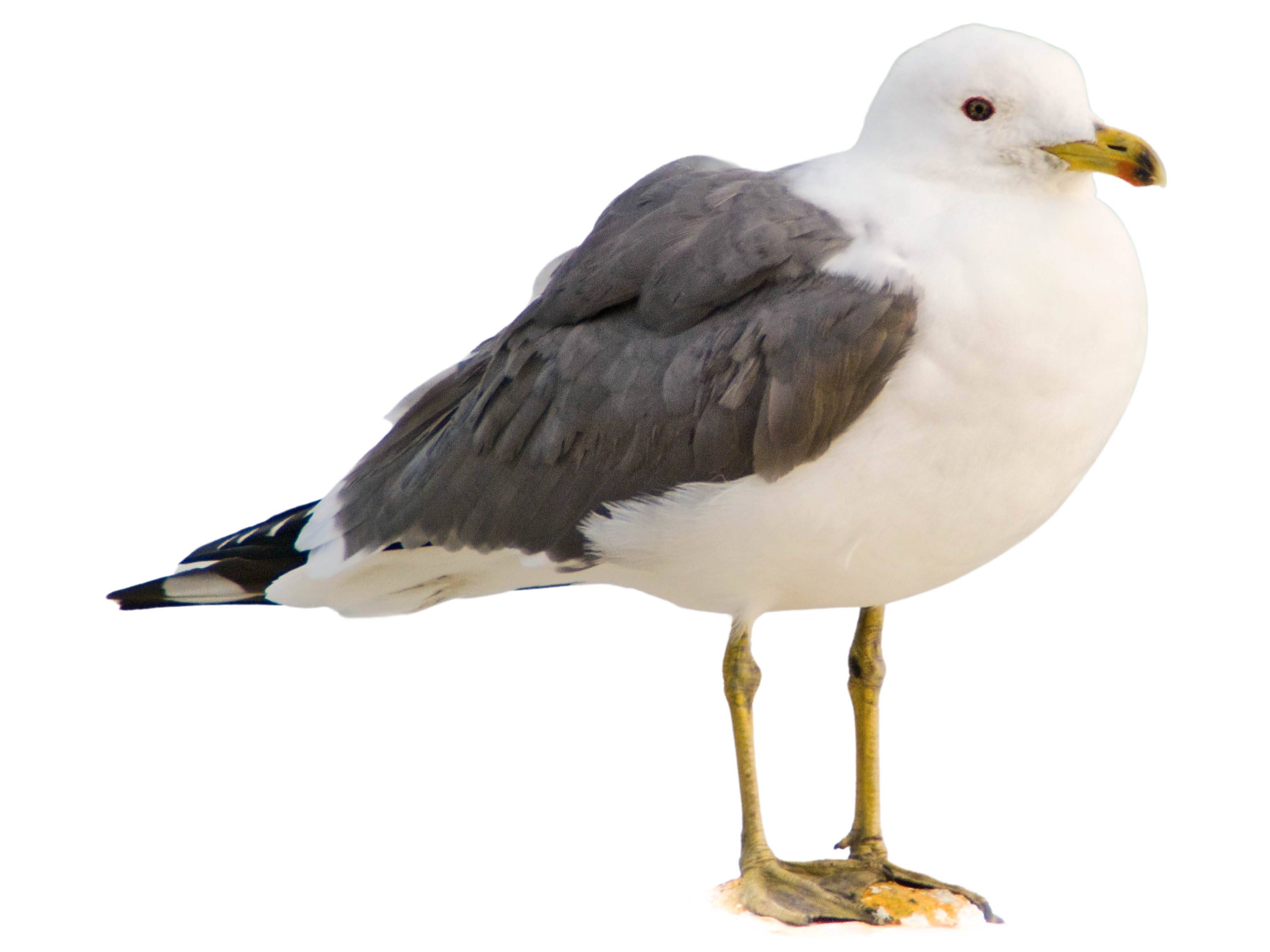 A photo of a Armenian Gull (Larus armenicus)