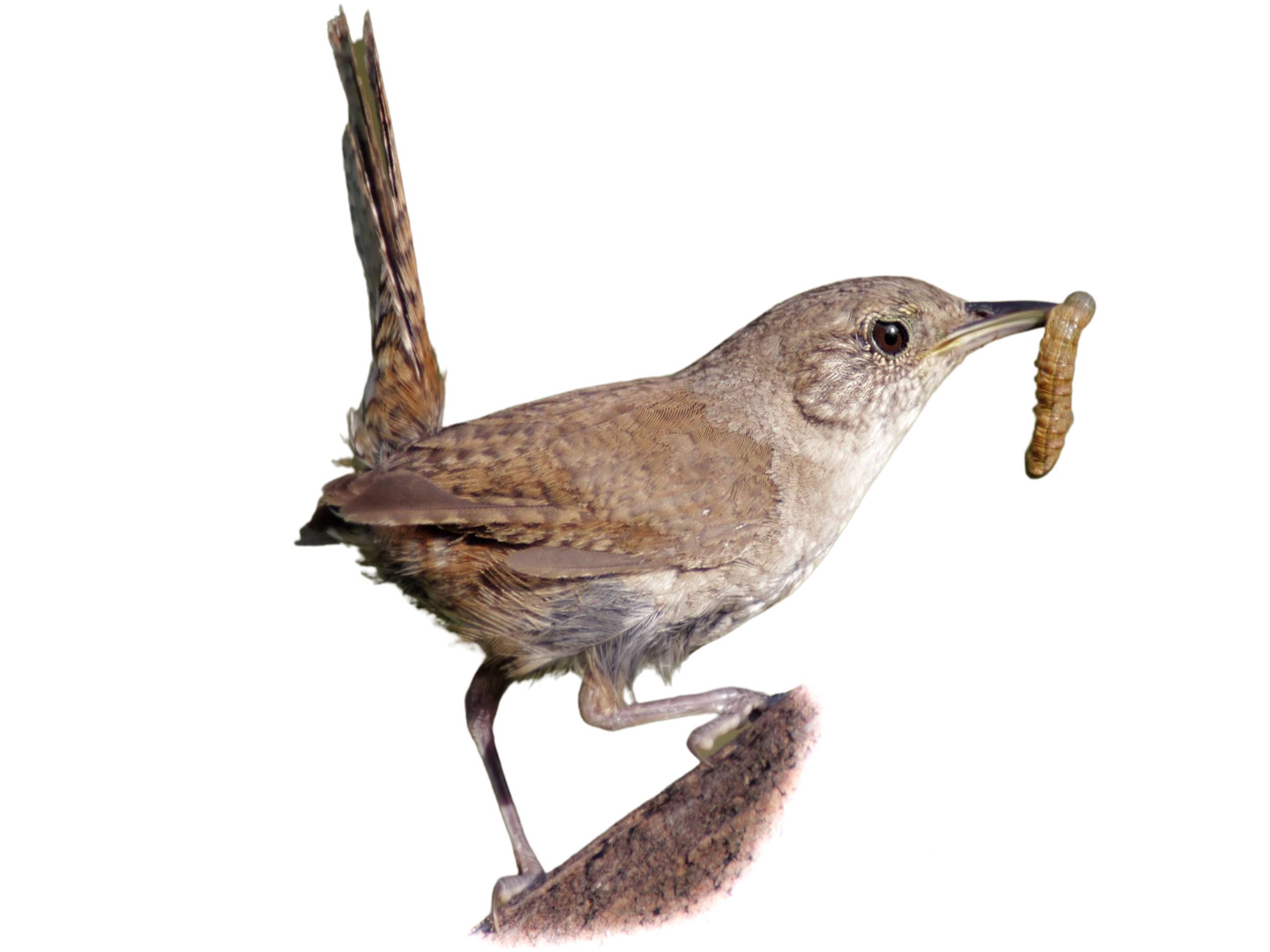 A photo of a House Wren (Troglodytes aedon)