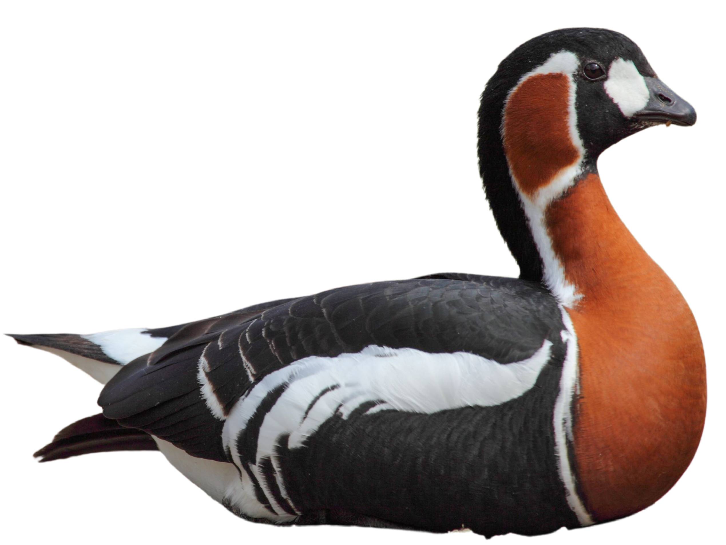 A photo of a Red-breasted Goose (Branta ruficollis)