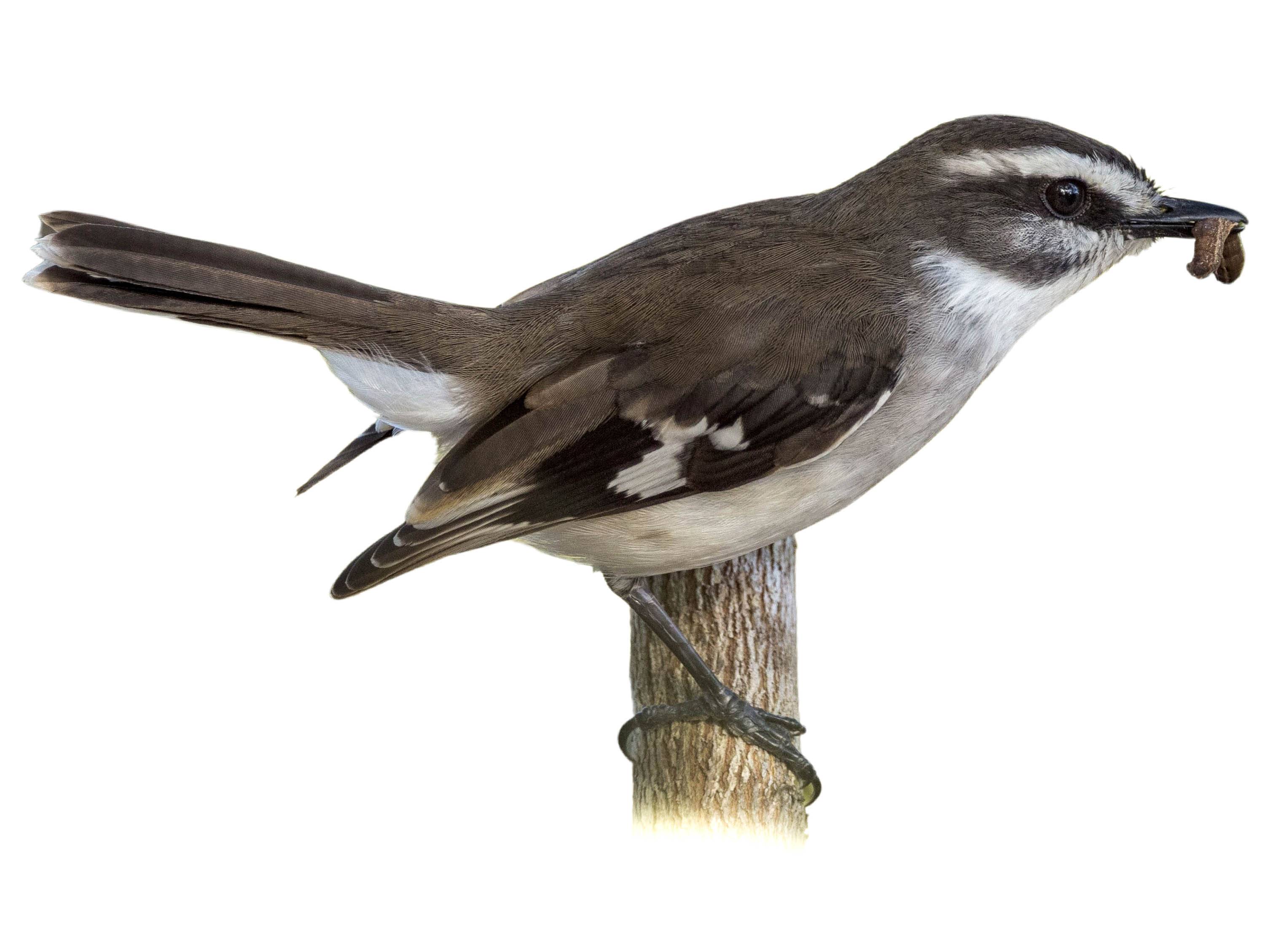 A photo of a White-browed Robin (Poecilodryas superciliosa)