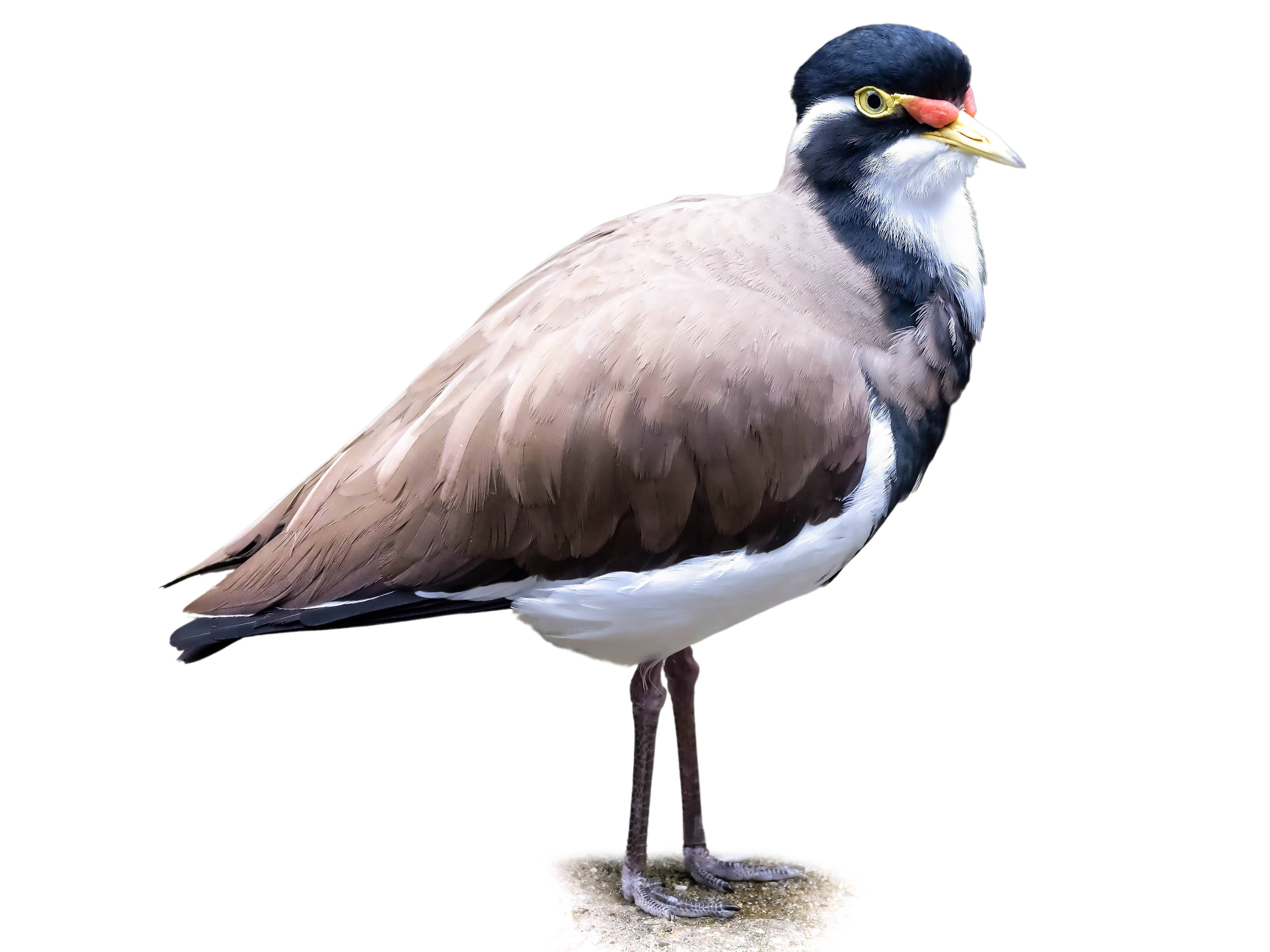 A photo of a Banded Lapwing (Vanellus tricolor)