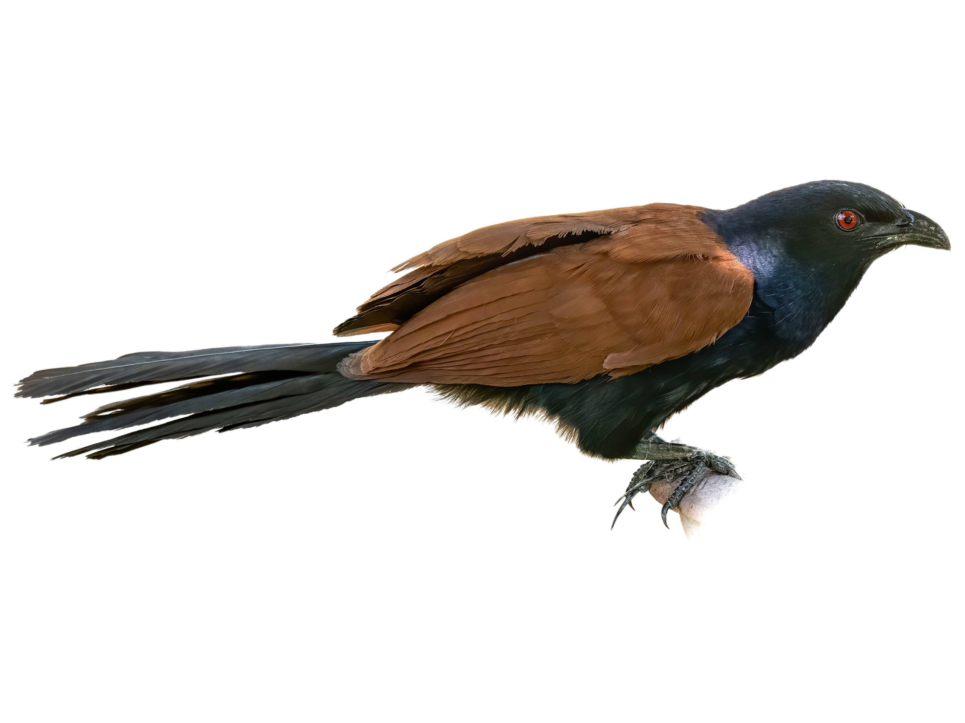 A photo of a Greater Coucal (Centropus sinensis)