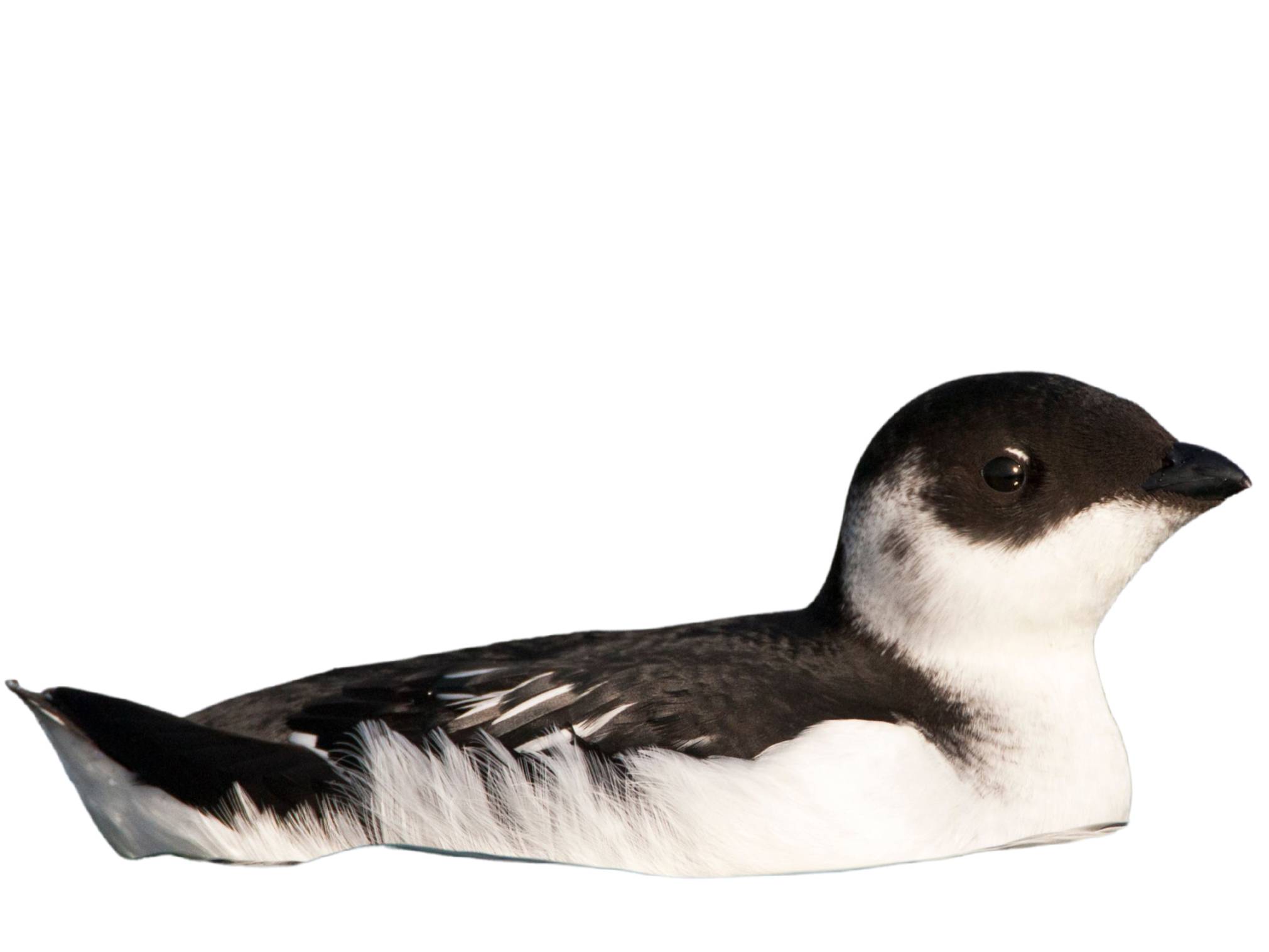 A photo of a Little Auk (Alle alle)