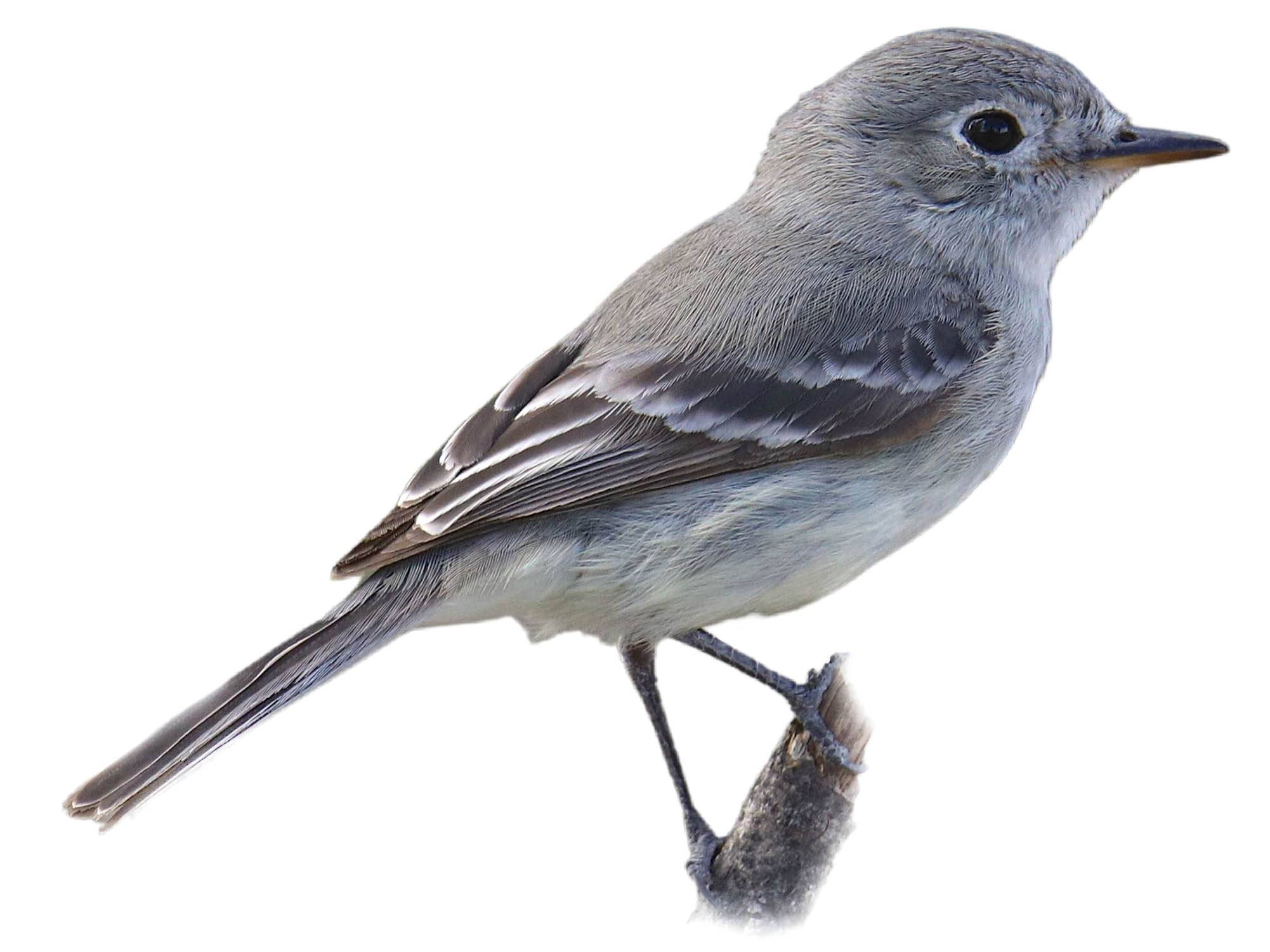 A photo of a American Grey Flycatcher (Empidonax wrightii)