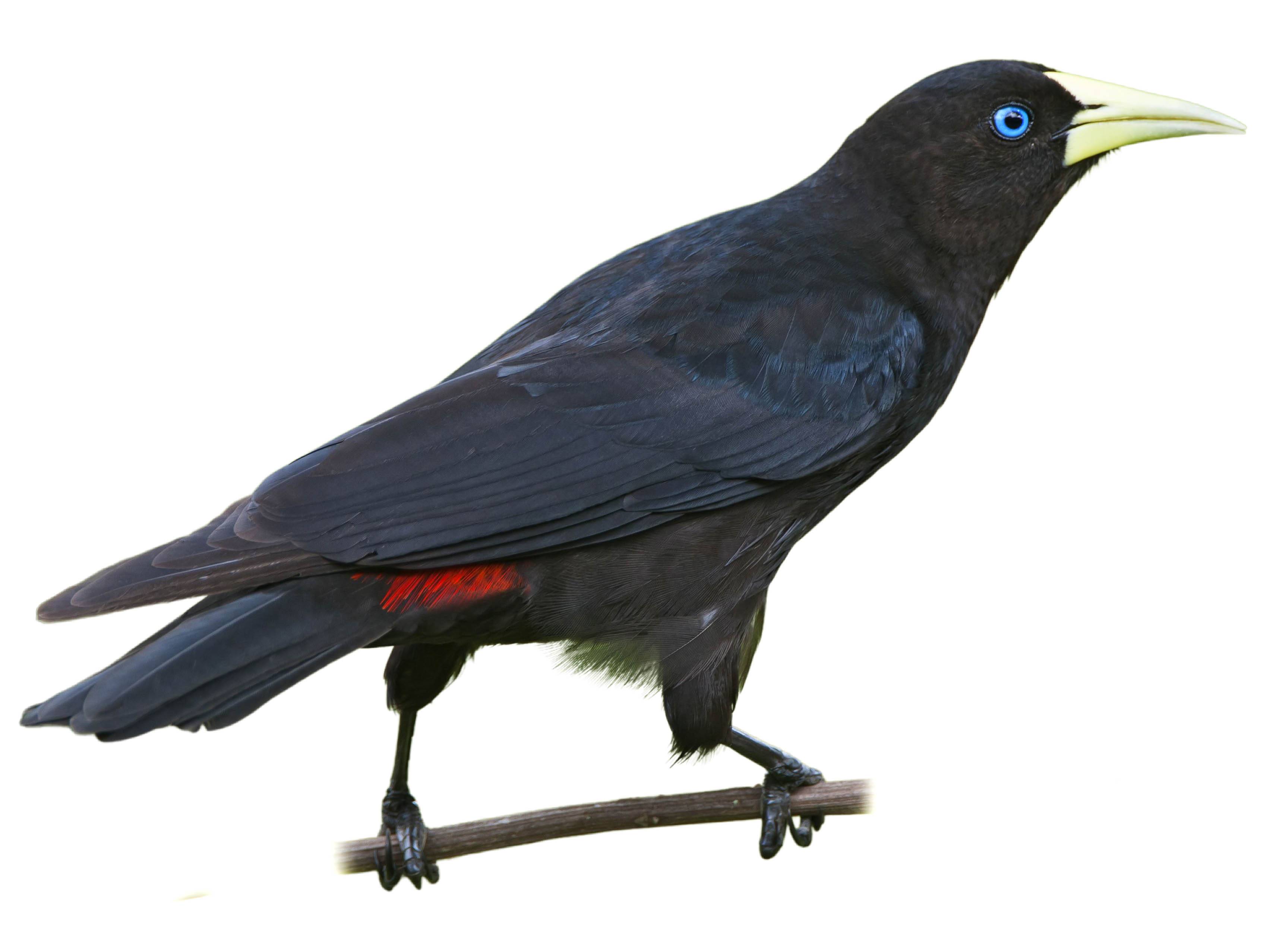 A photo of a Red-rumped Cacique (Cacicus haemorrhous)