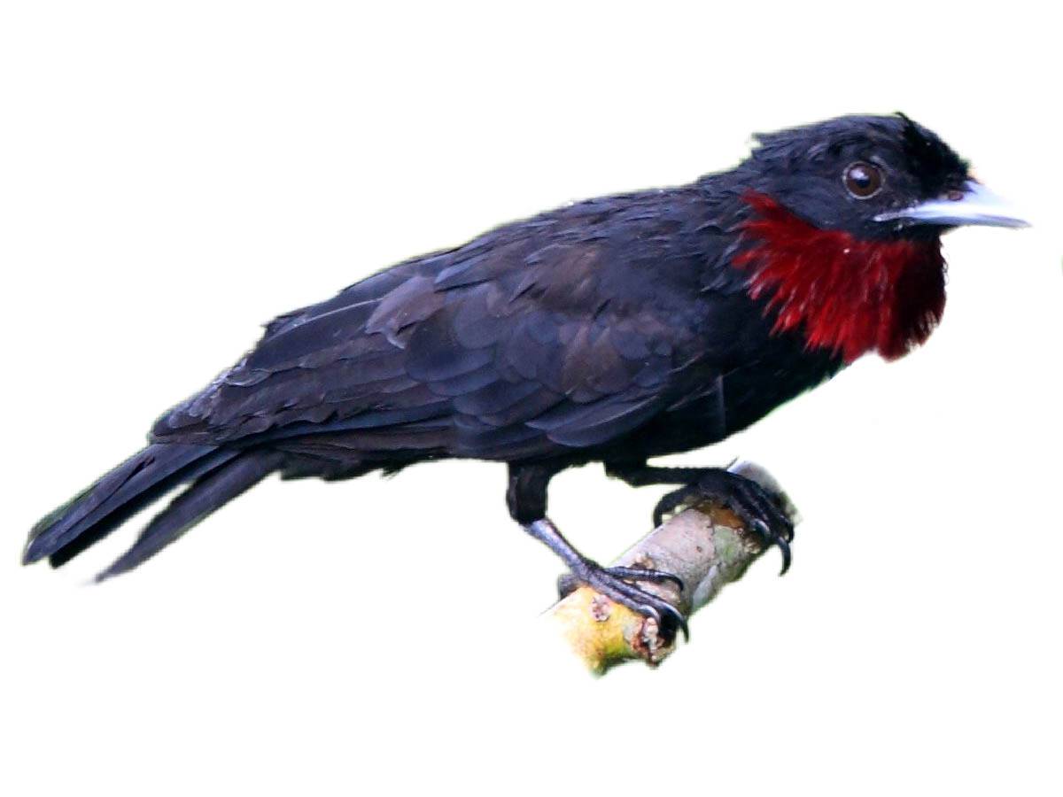 A photo of a Purple-throated Fruitcrow (Querula purpurata), male