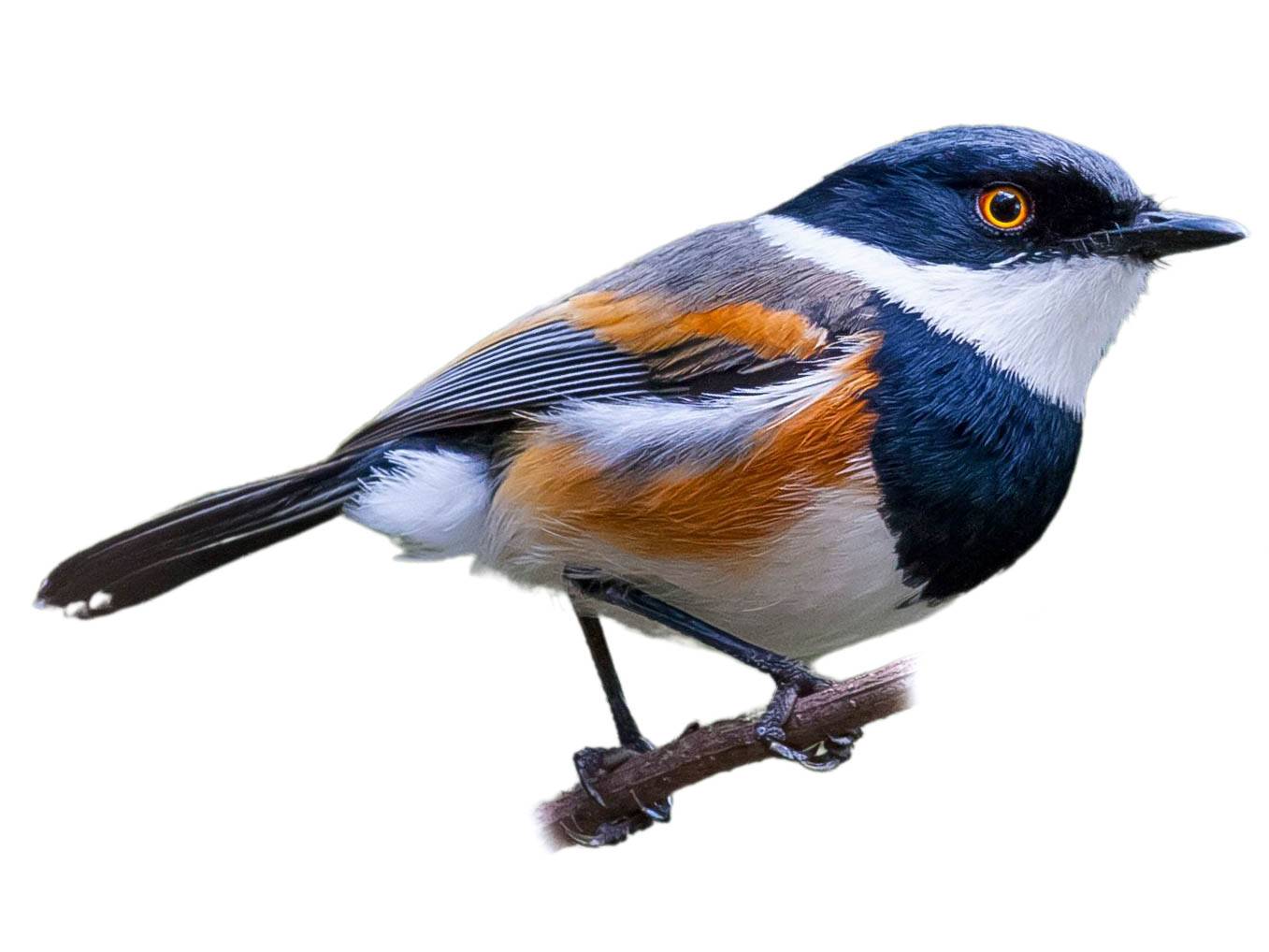 A photo of a Cape Batis (Batis capensis), male