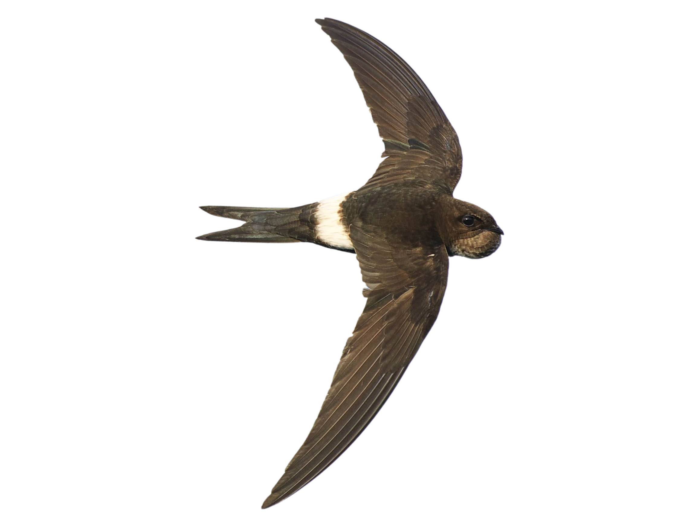 A photo of a Pacific Swift (Apus pacificus)